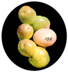 Molecules 29 03437 i009