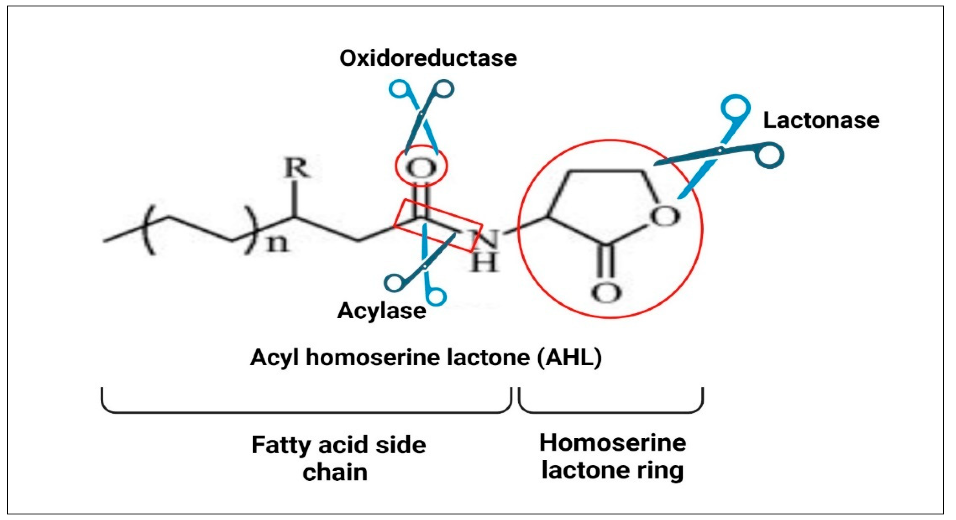 Molecules 29 03466 g003