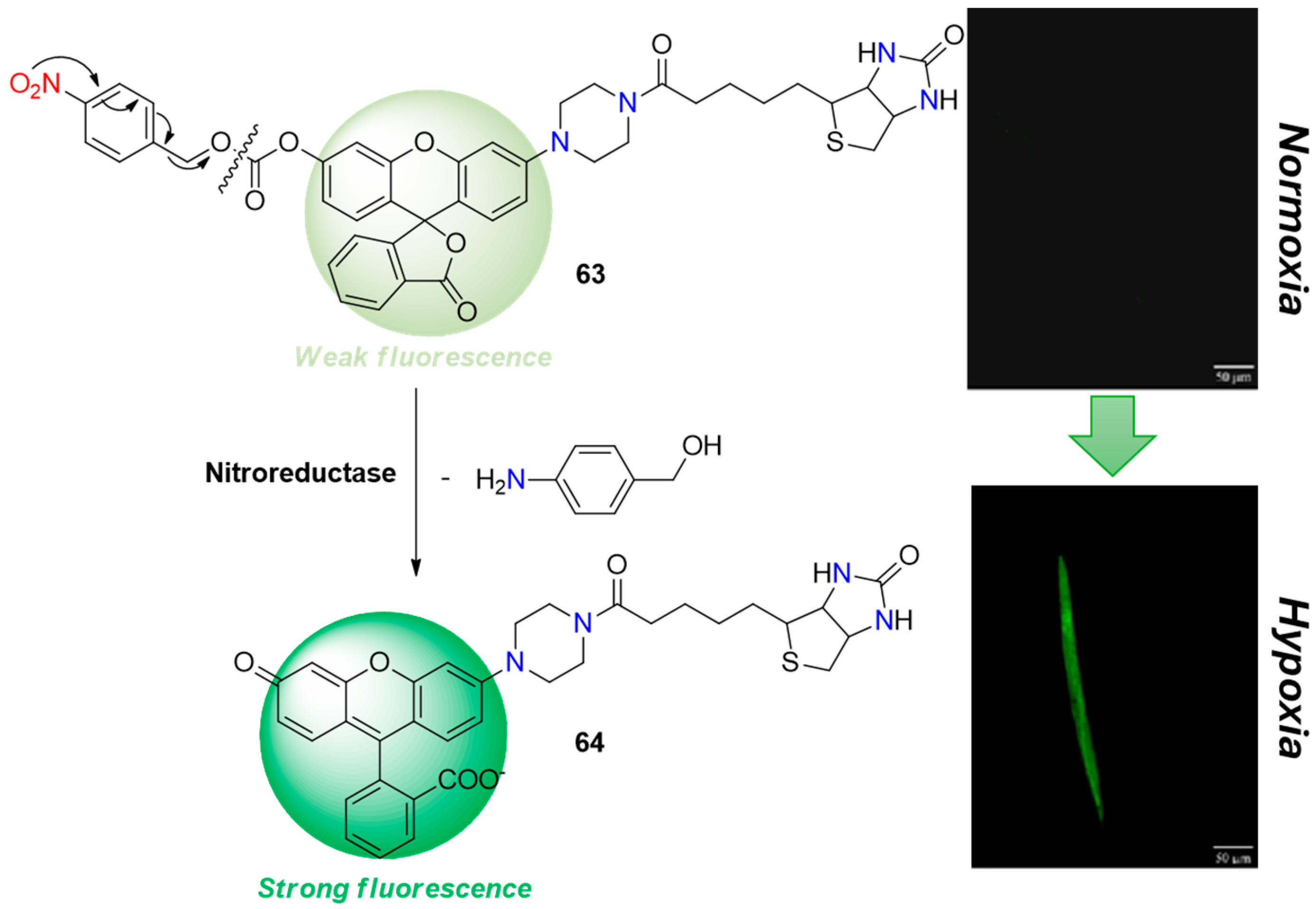 Molecules 29 03475 g026