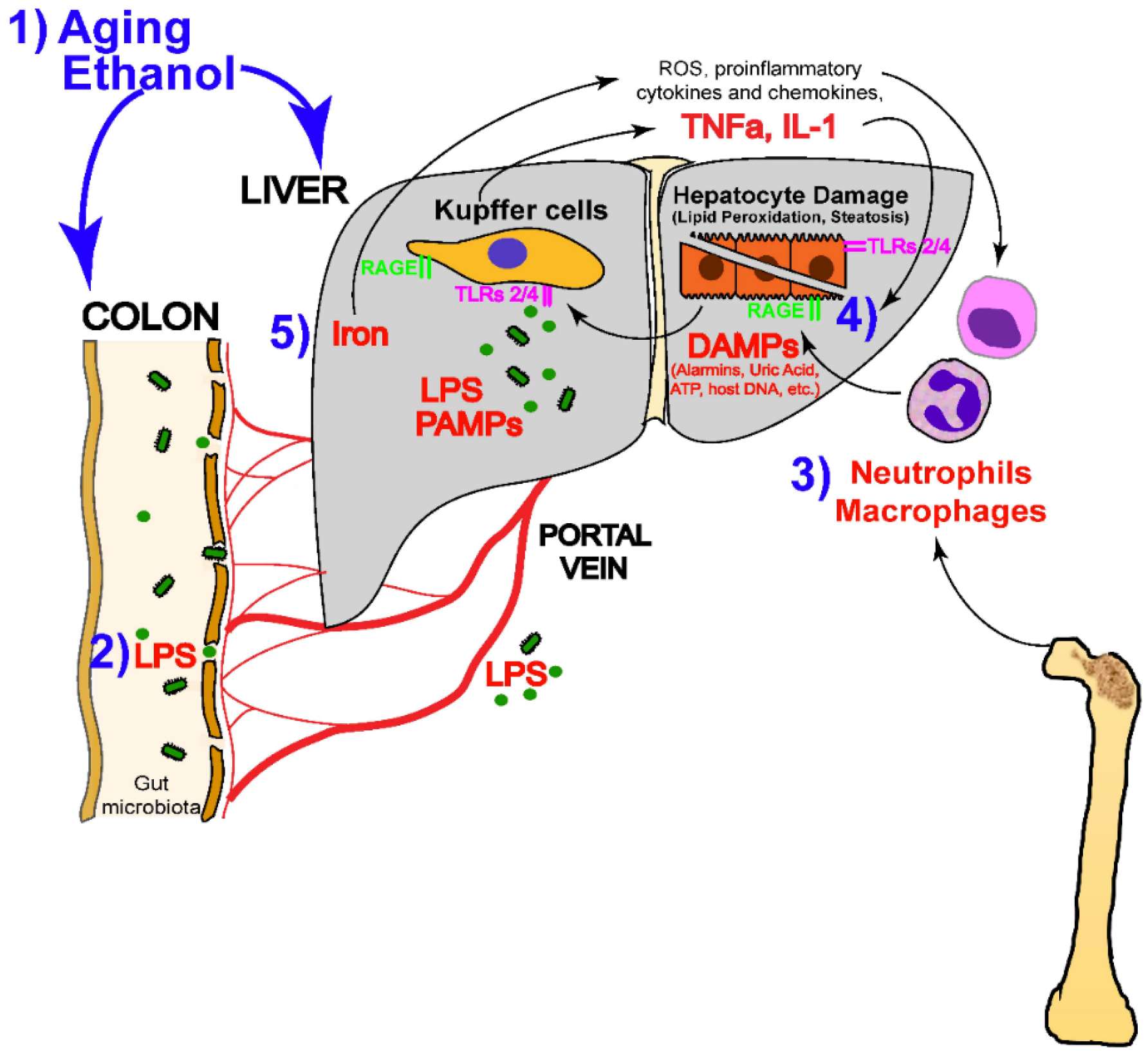 Molecules 29 03537 g003
