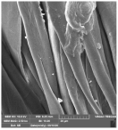 Molecules 29 03541 i005