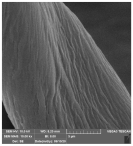 Molecules 29 03541 i006