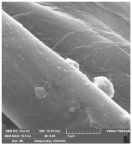 Molecules 29 03541 i012