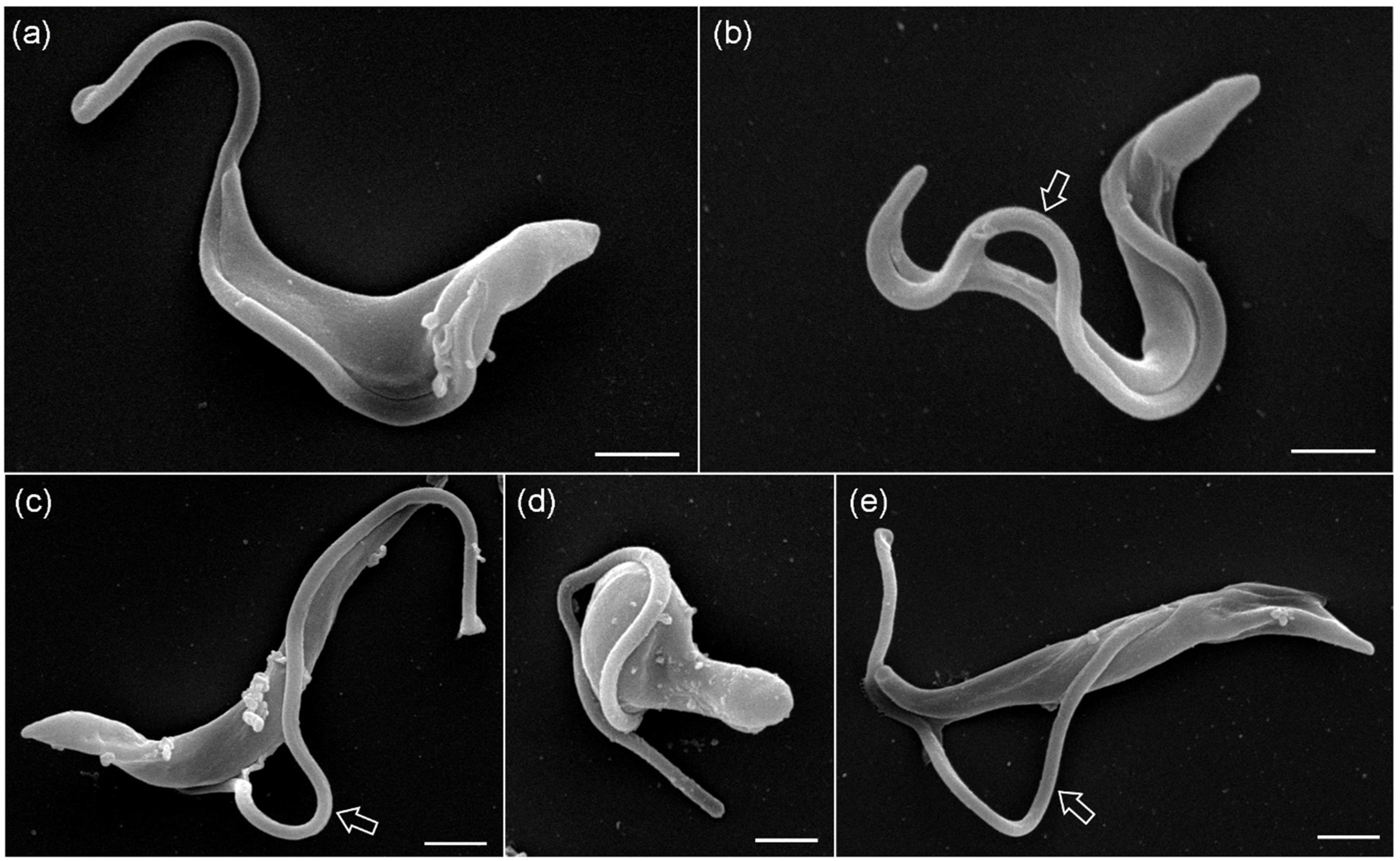 Molecules 29 03544 g003