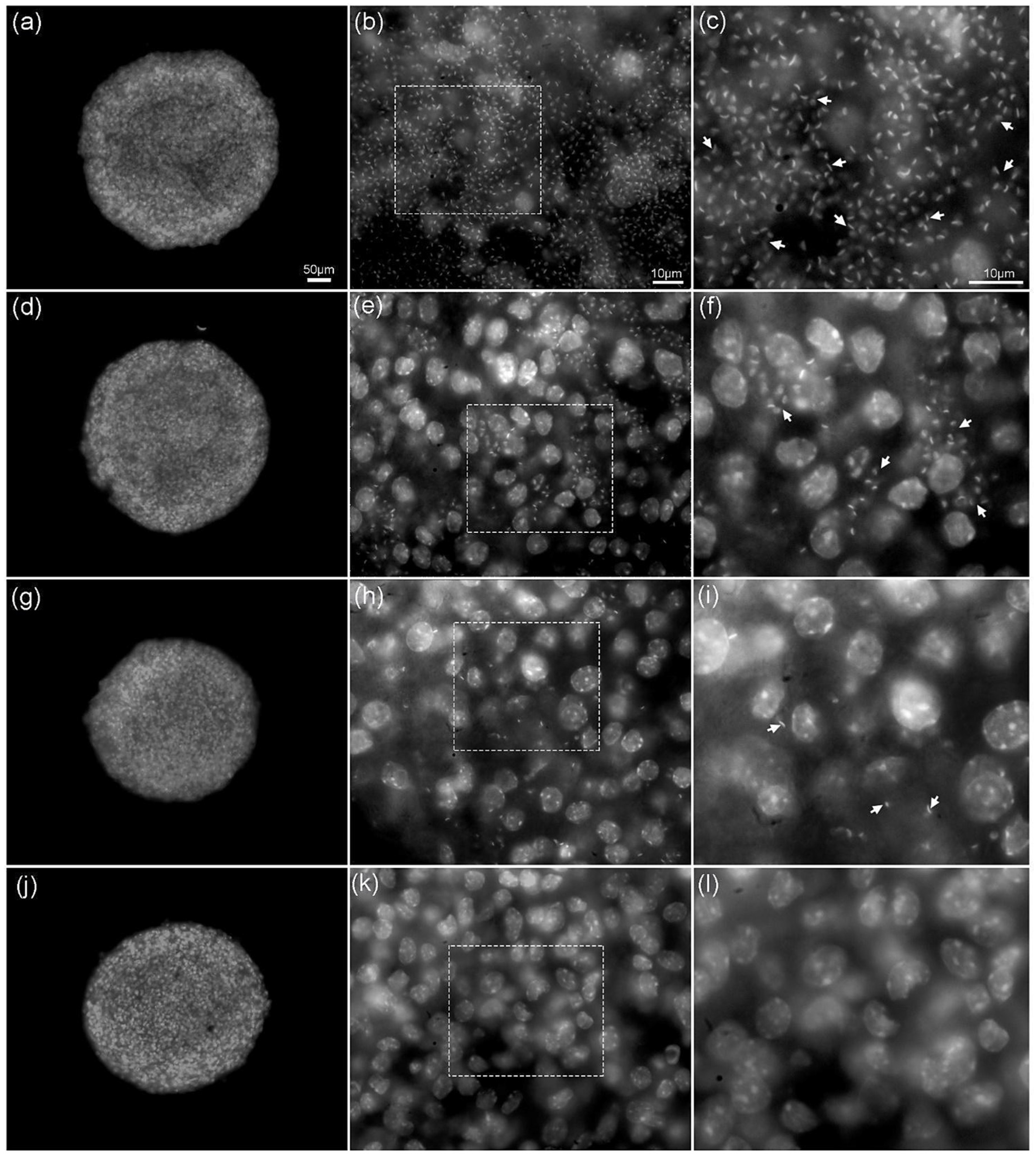 Molecules 29 03544 g005