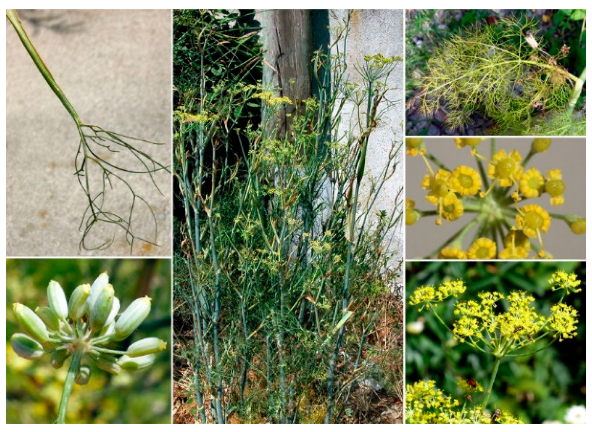 Molecules 29 03594 g002