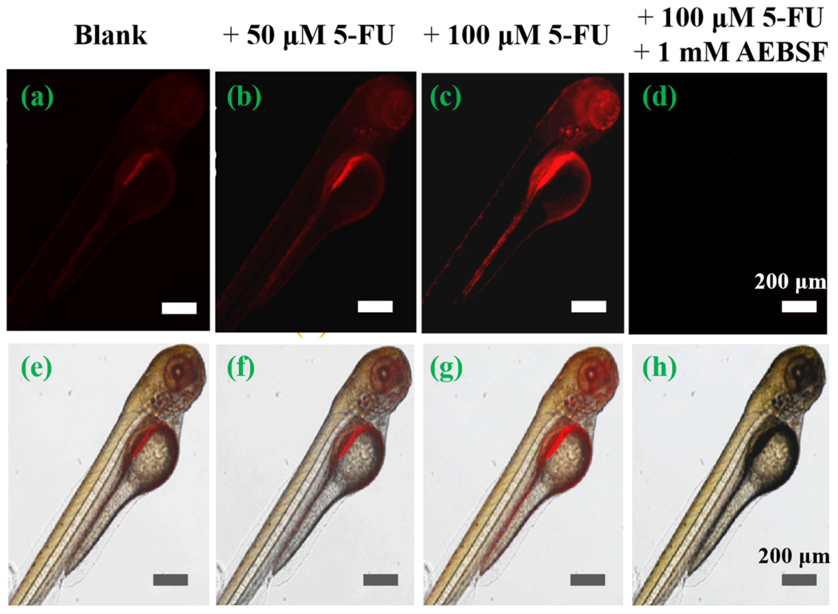Molecules 29 03660 g007