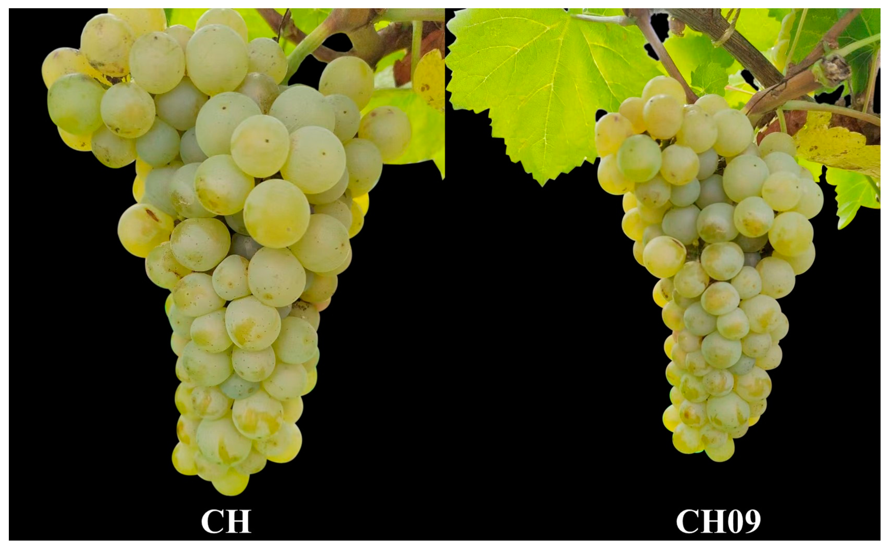 Molecules 29 03671 g001