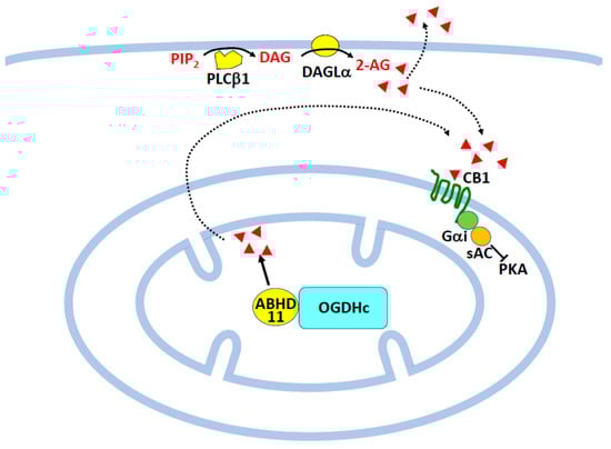 Molecules 29 03694 g004