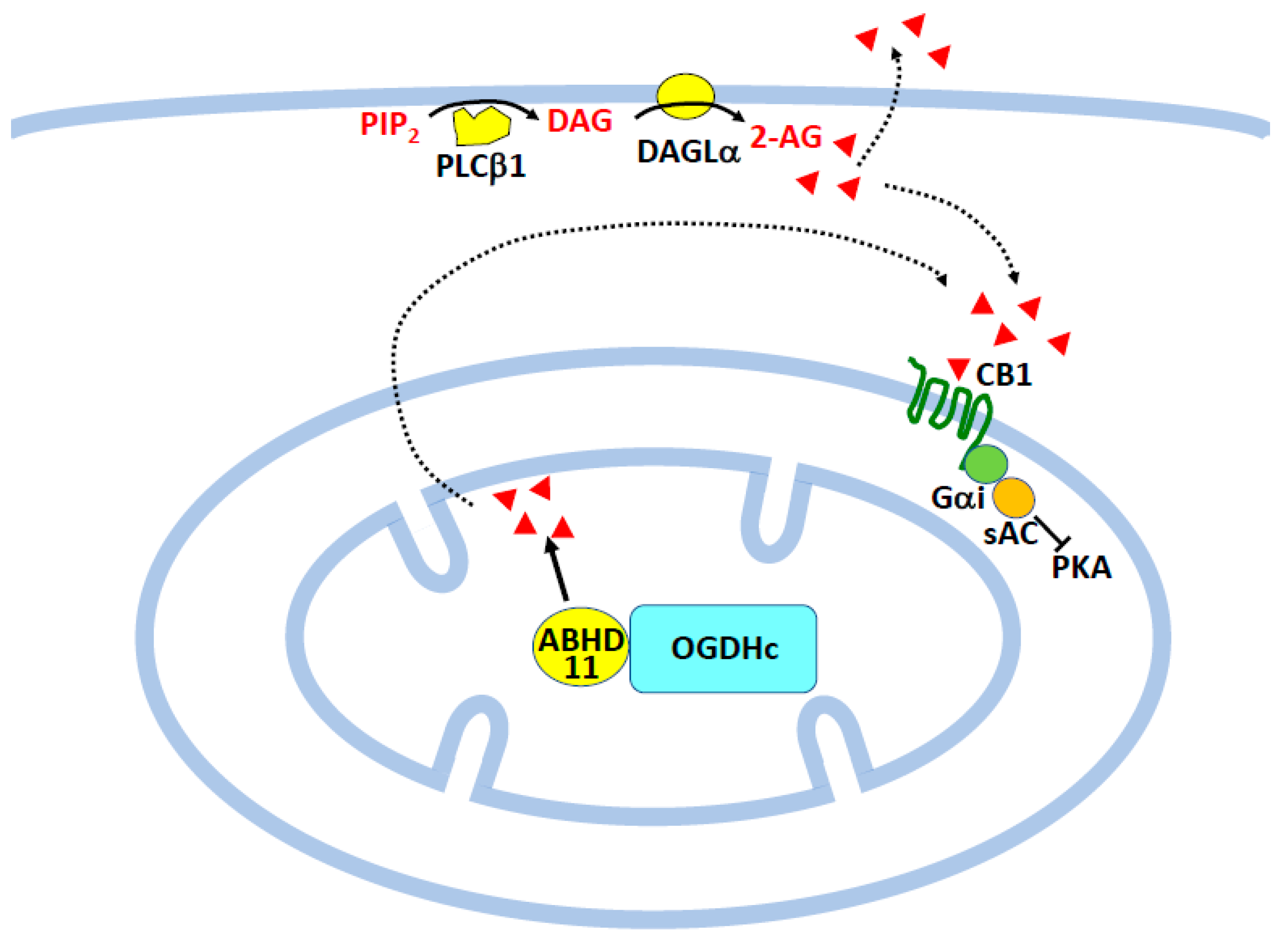 Molecules 29 03694 g004