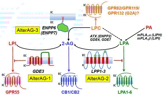 Molecules 29 03694 g007