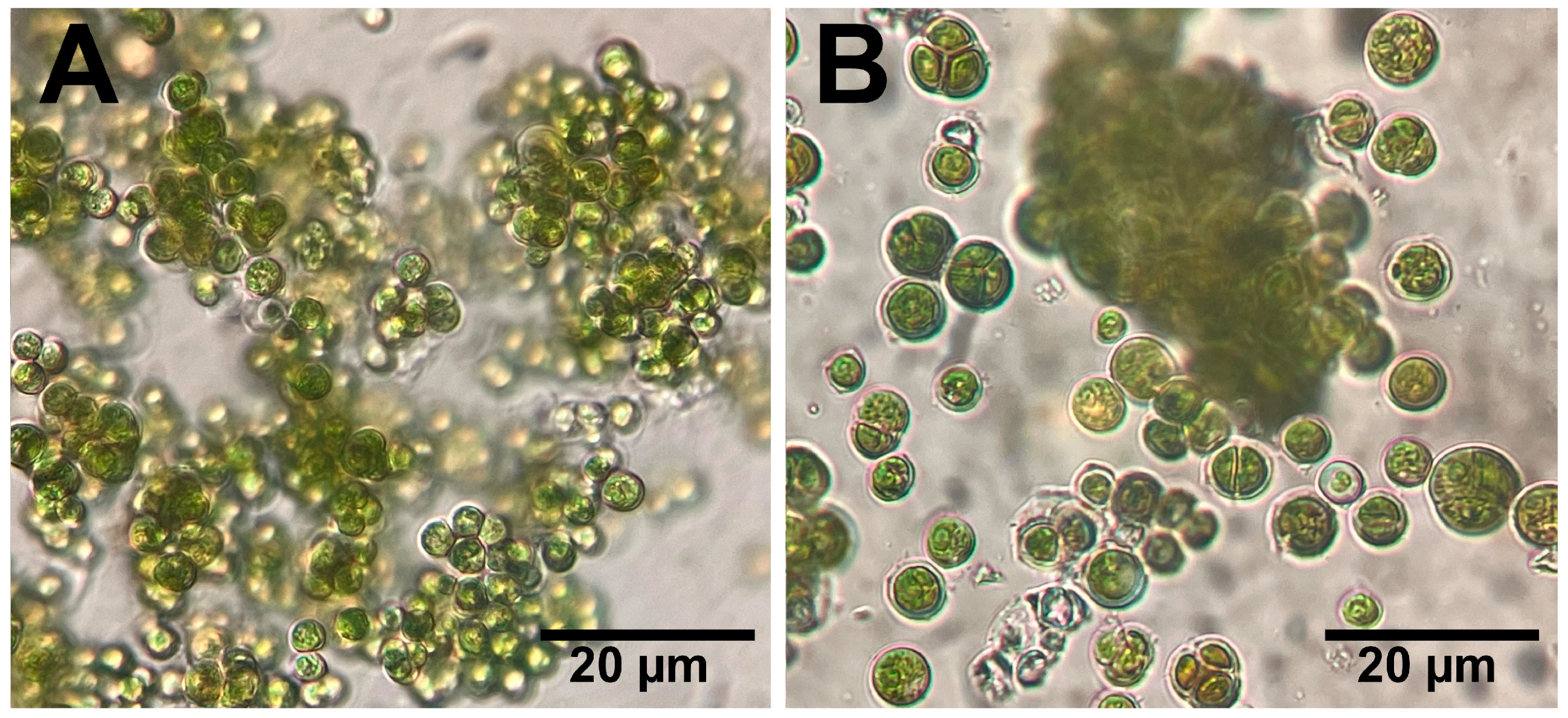 Molecules 29 03750 g002