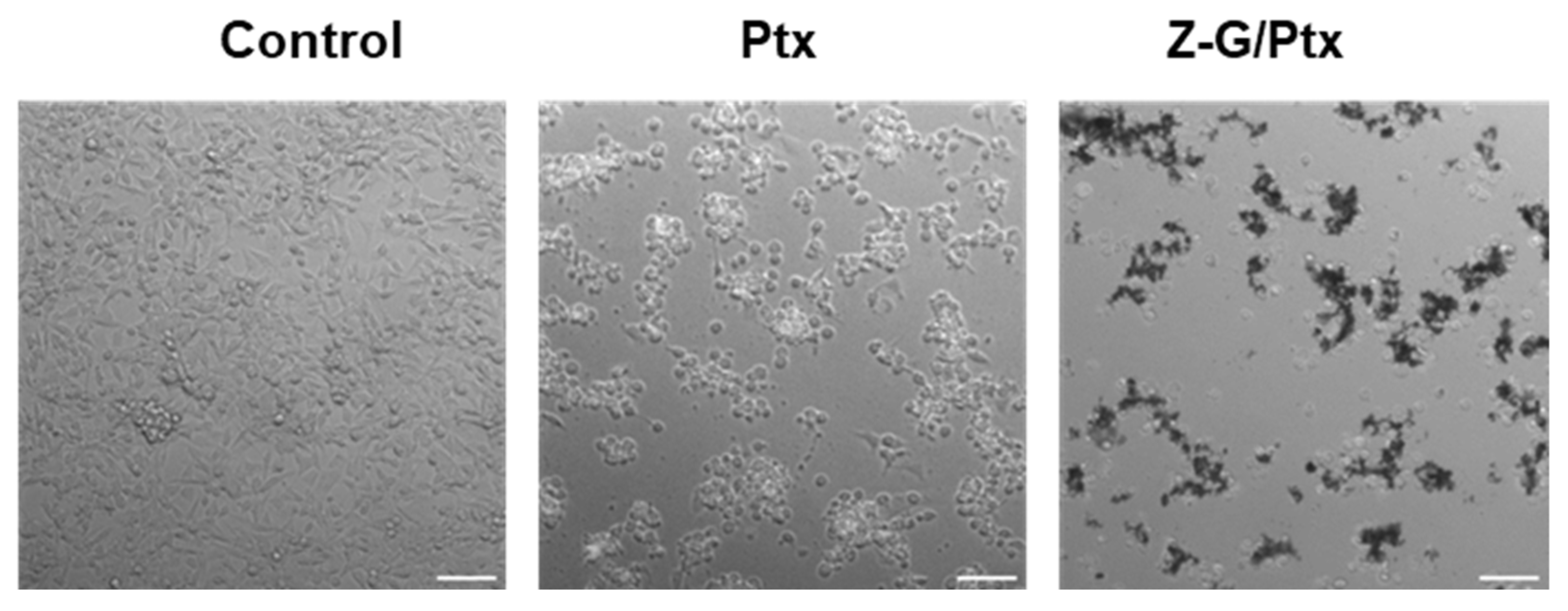 Molecules 29 03770 g008