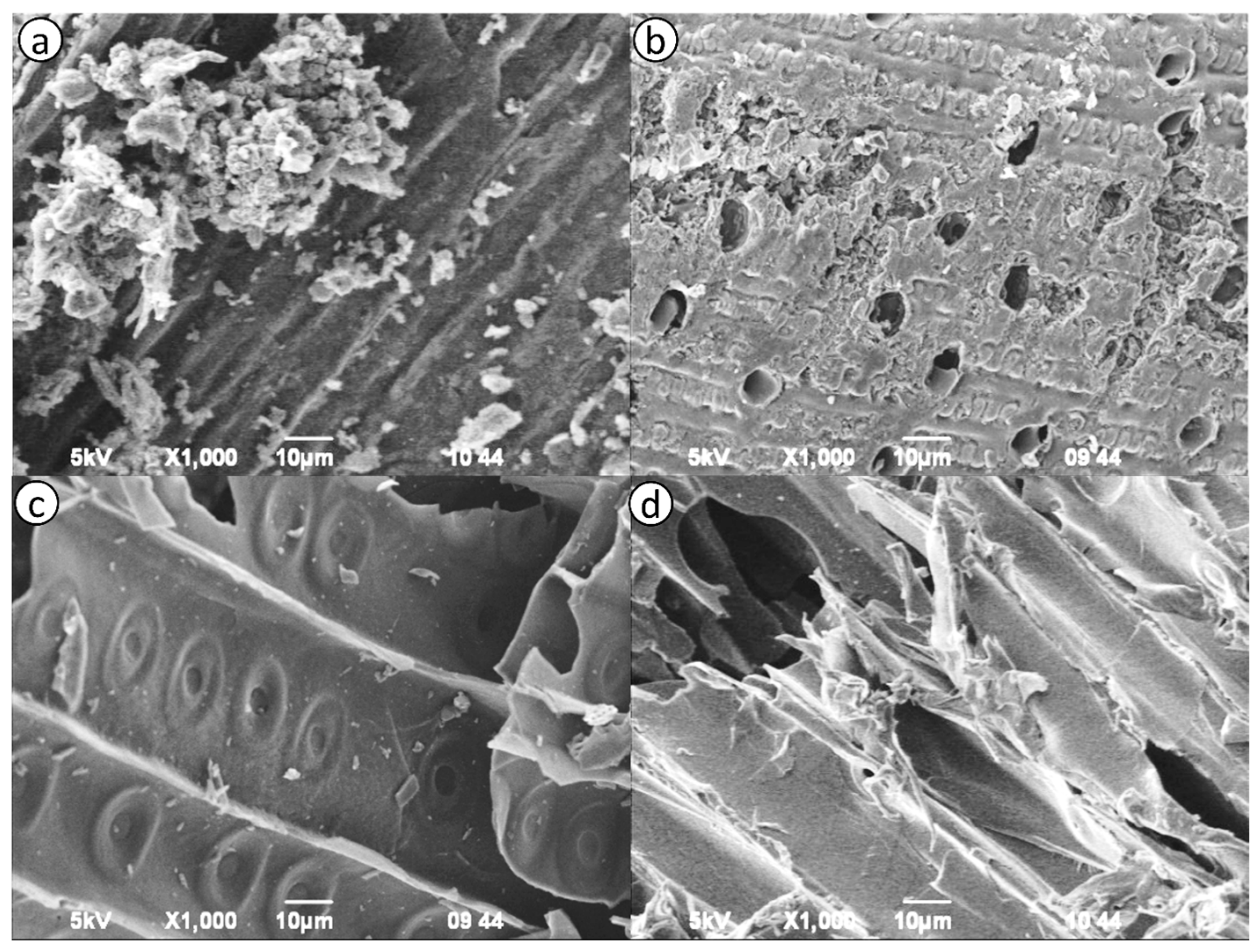 Molecules 29 03786 g001
