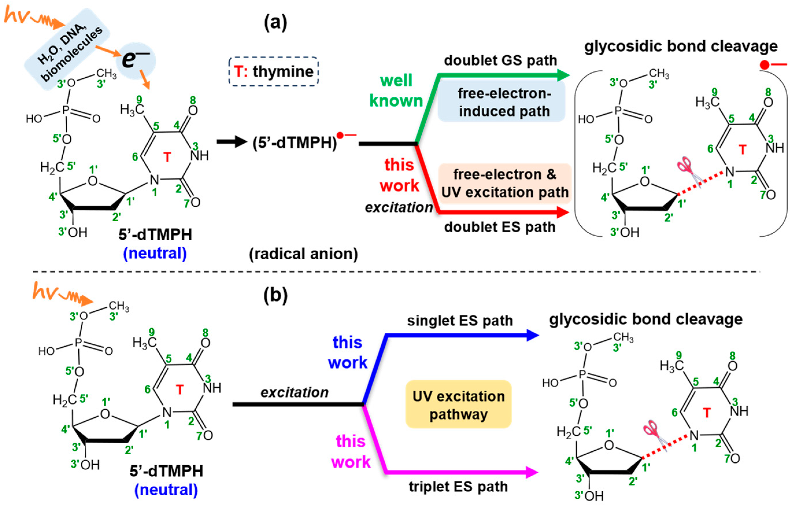 Molecules 29 03789 g001