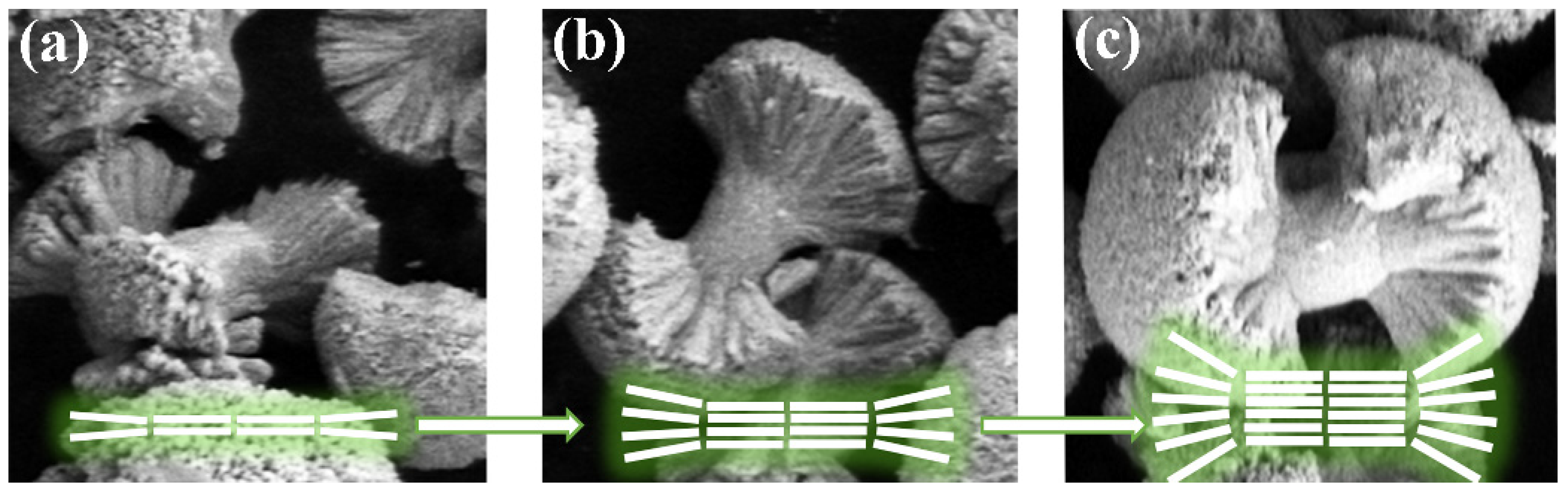 Molecules 29 03846 g005
