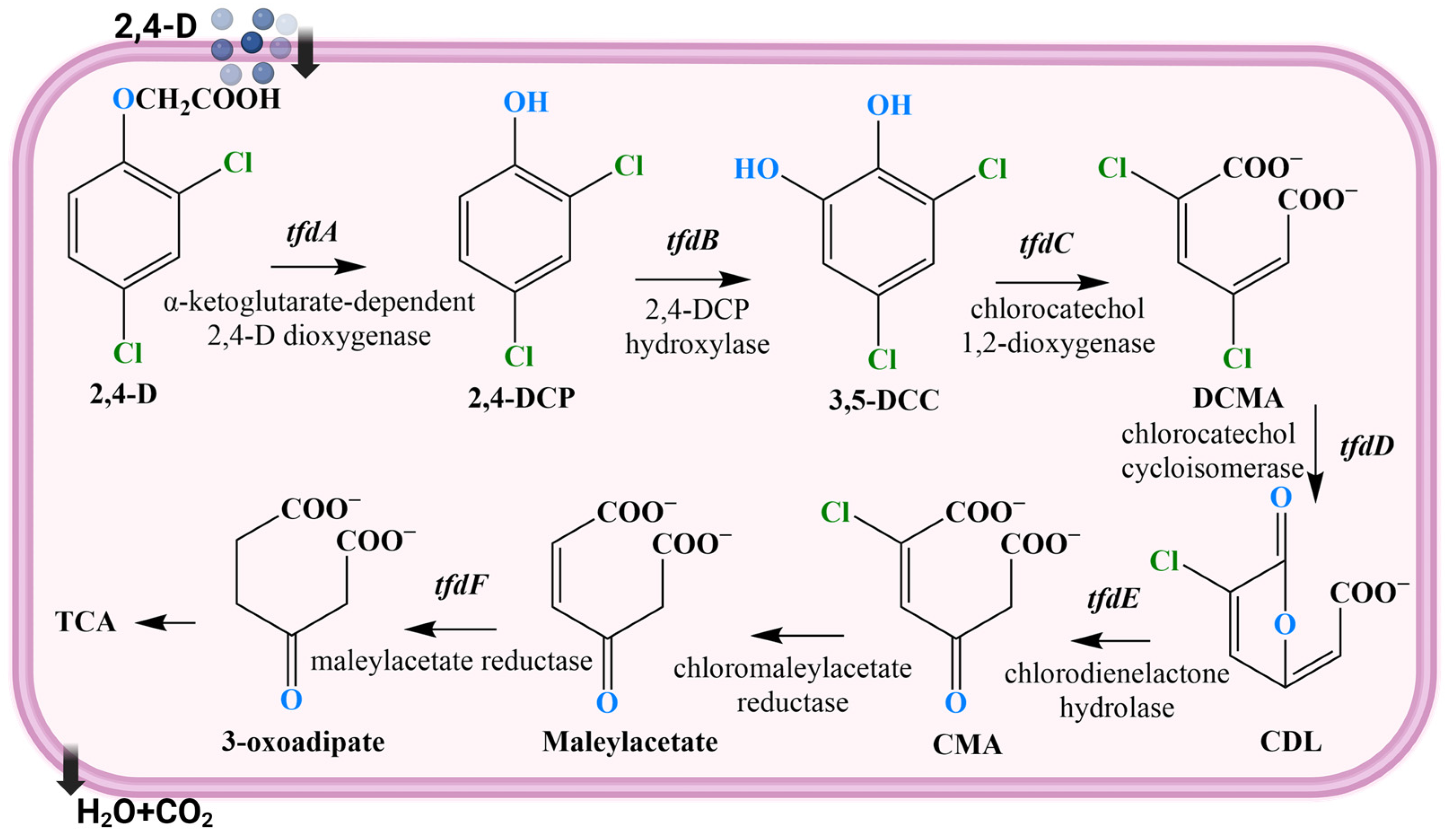 Molecules 29 03869 g004 Molecules 29 03869 g004