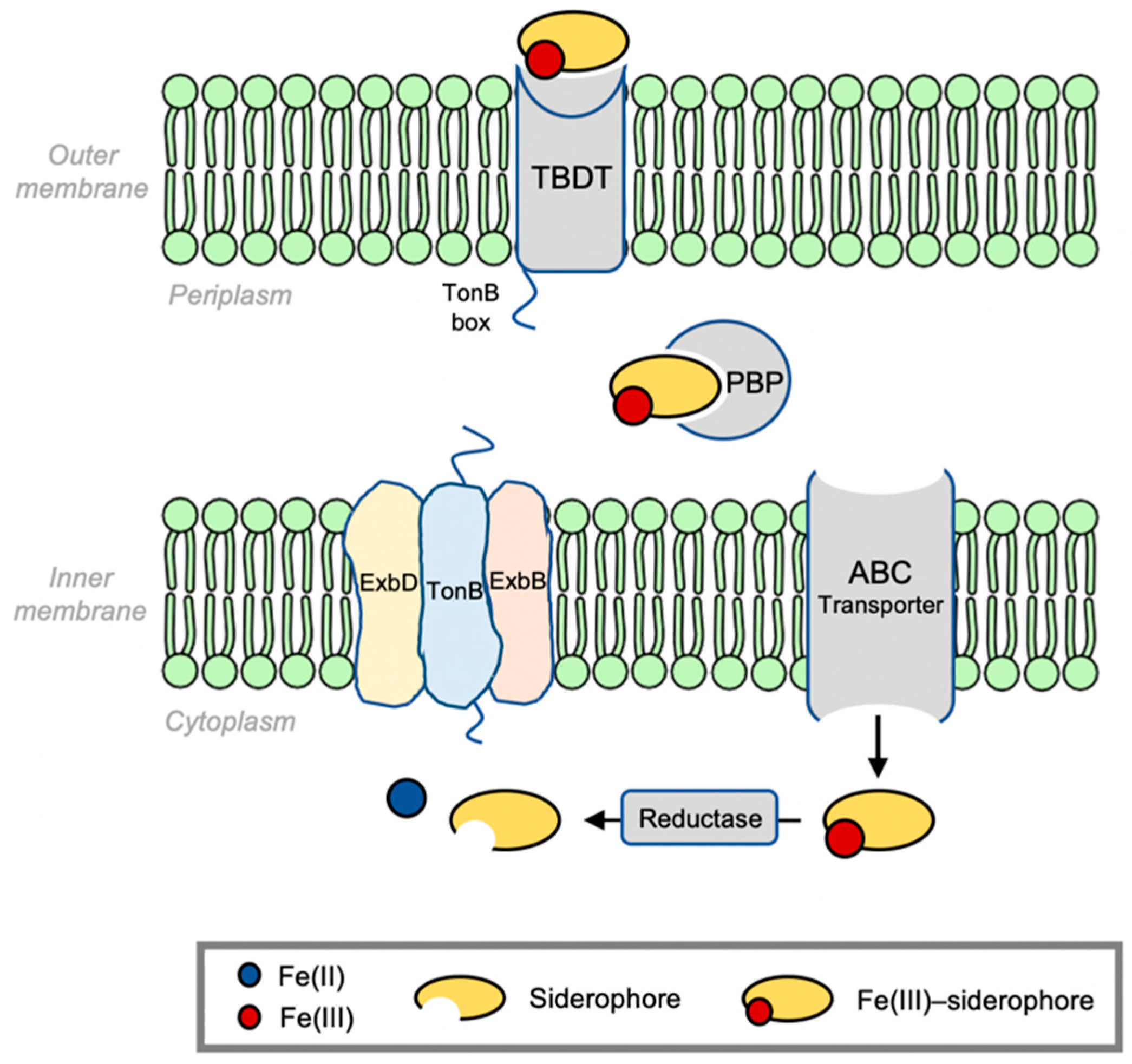 Molecules 29 03889 g001