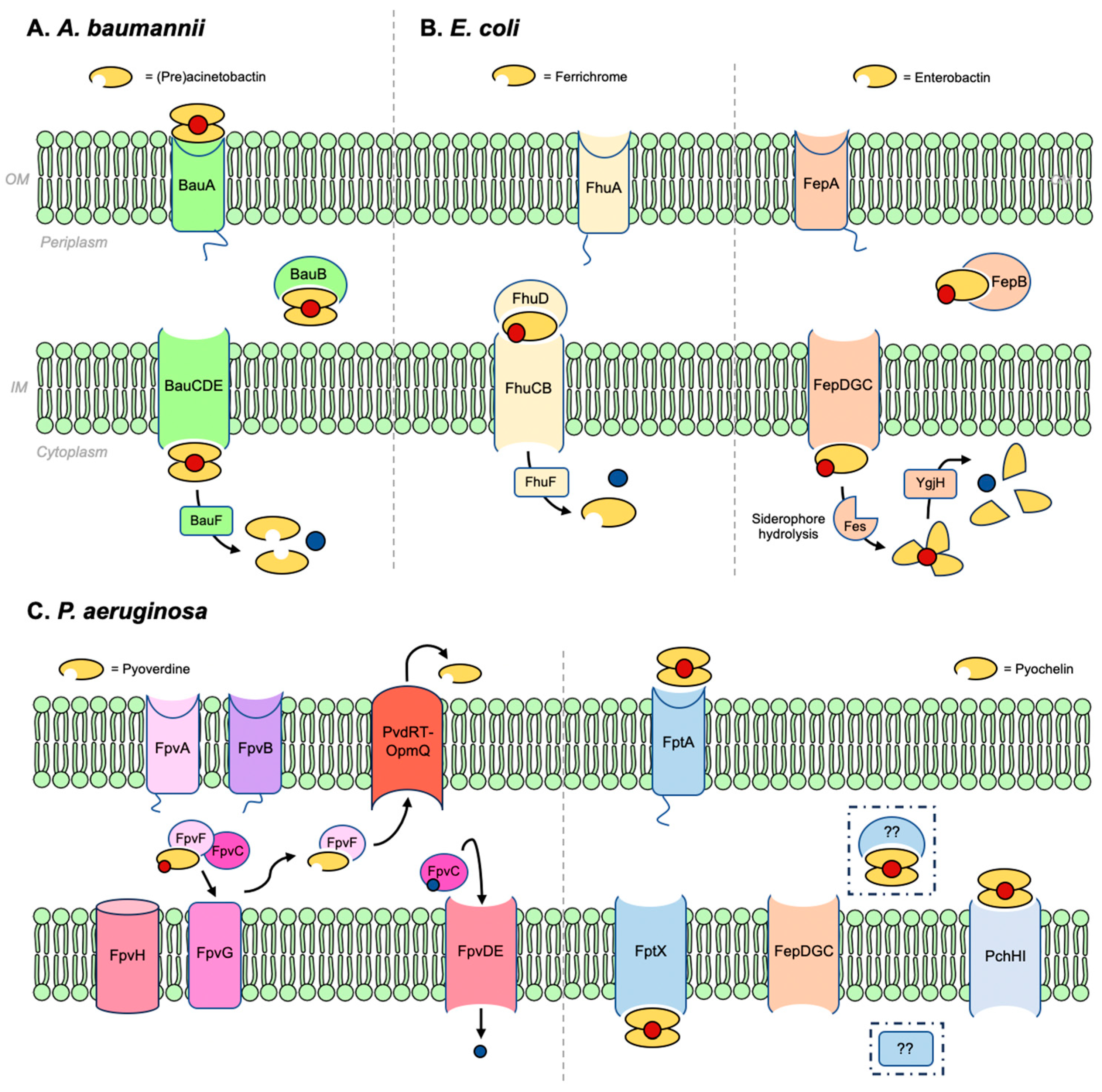 Molecules 29 03889 g004