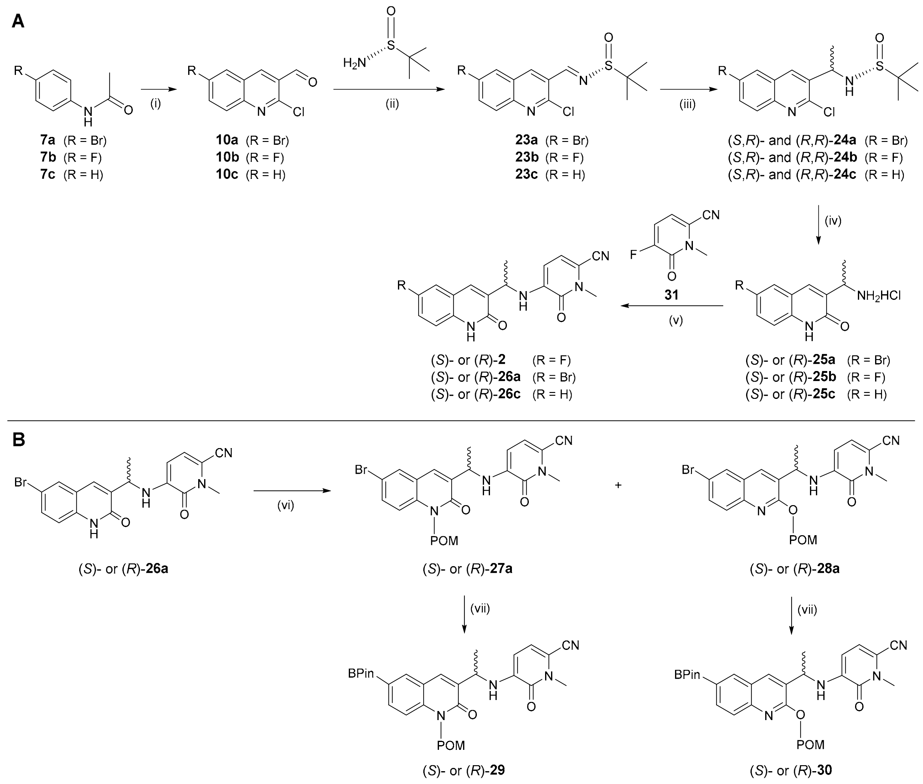 Molecules 29 03939 sch004