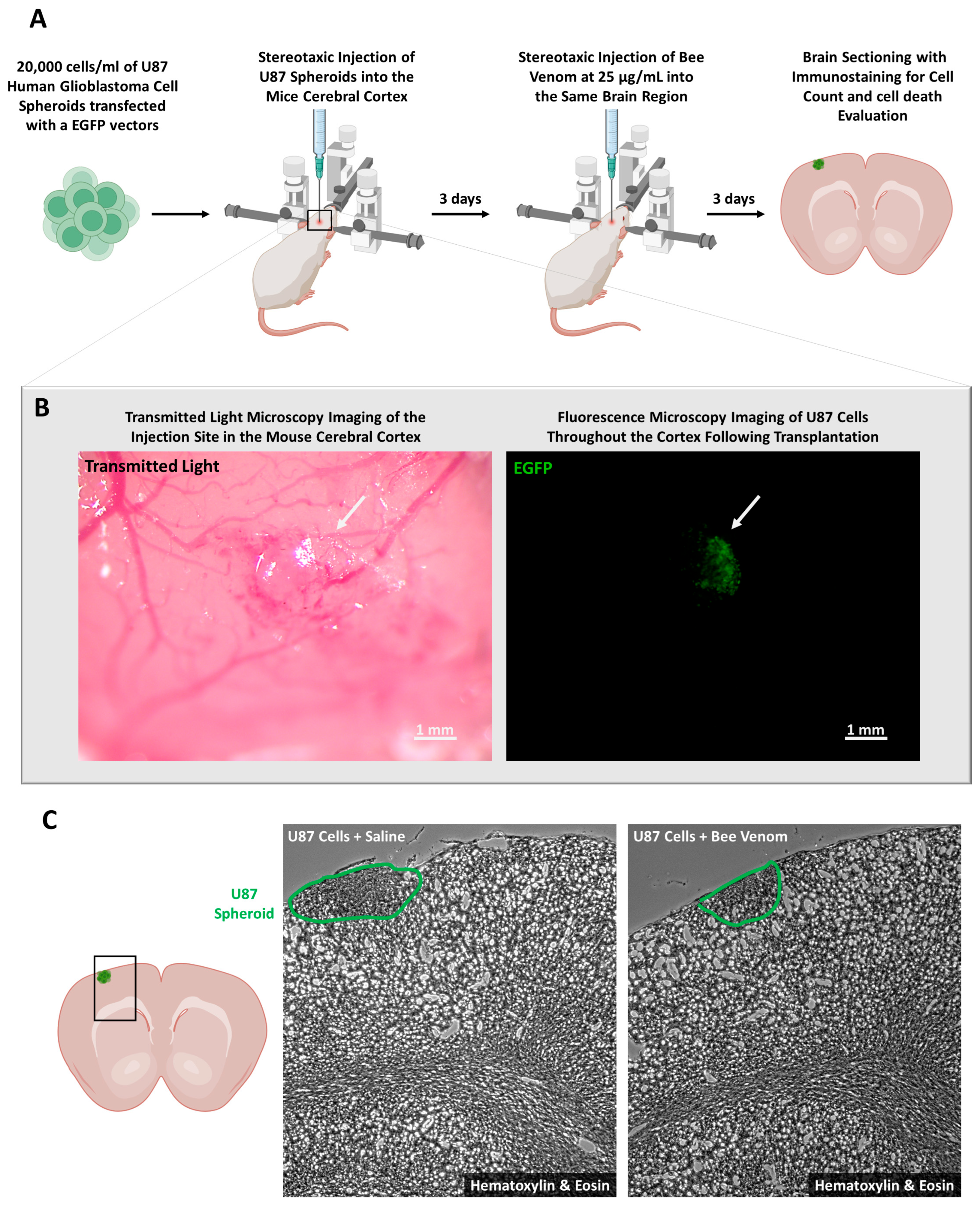 Molecules 29 03950 g003