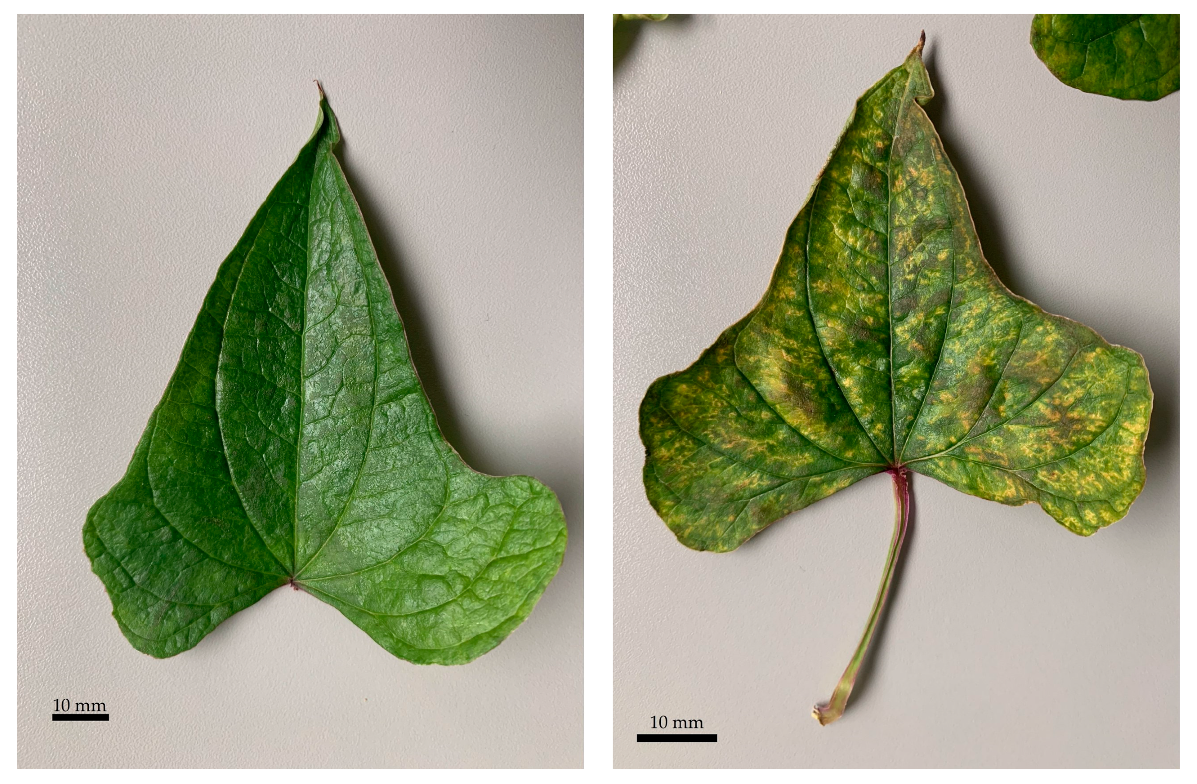 Molecules 29 03975 g004