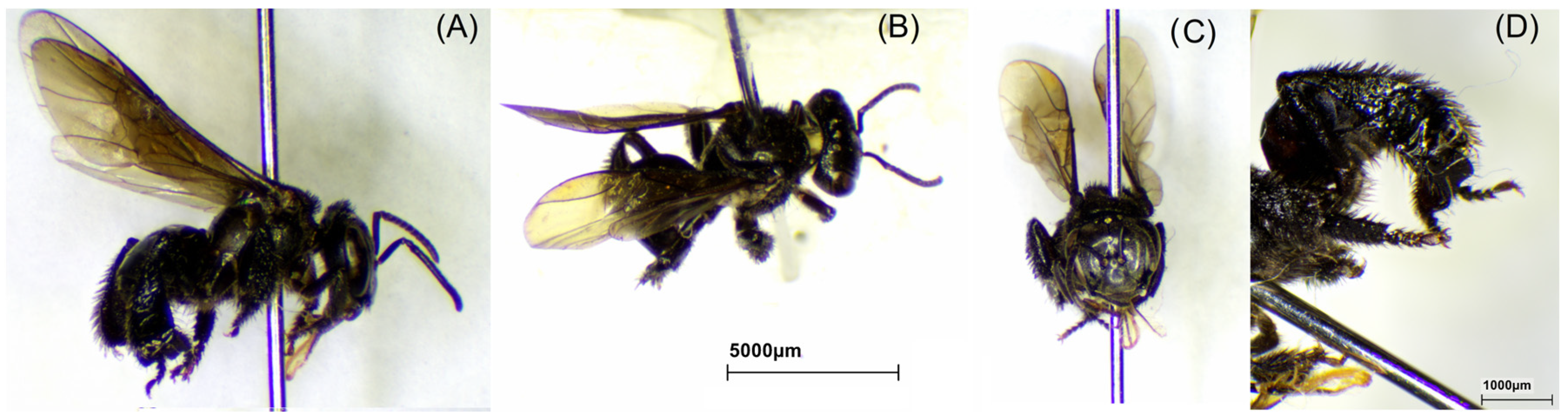 Molecules 29 04037 g001