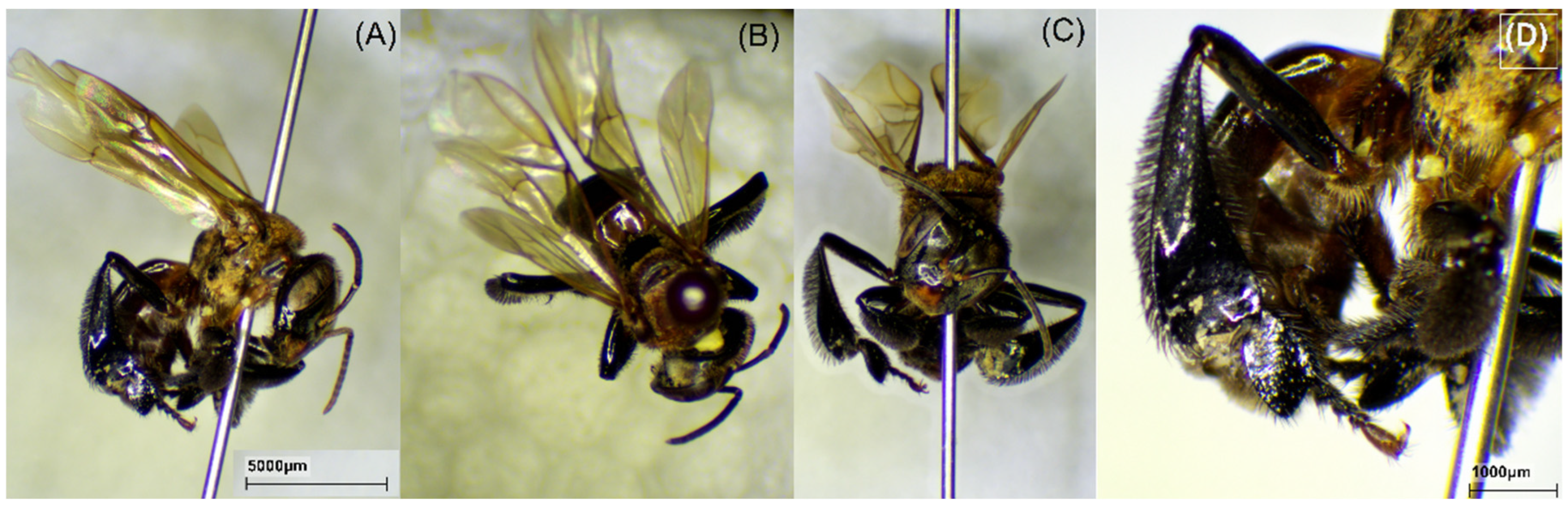 Molecules 29 04037 g002