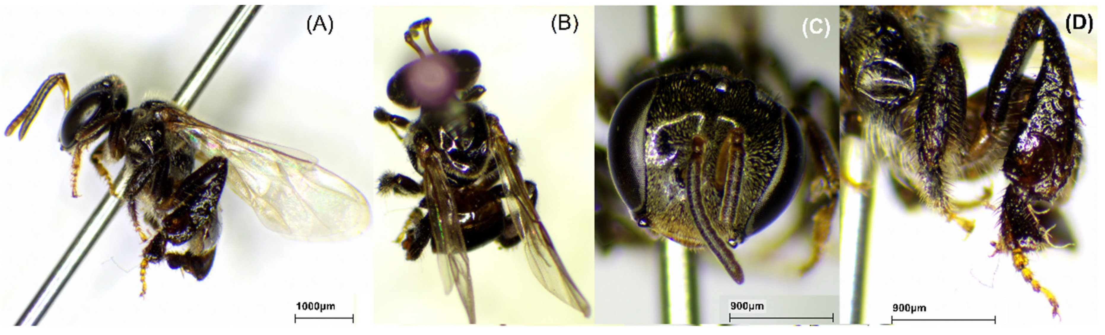 Molecules 29 04037 g003
