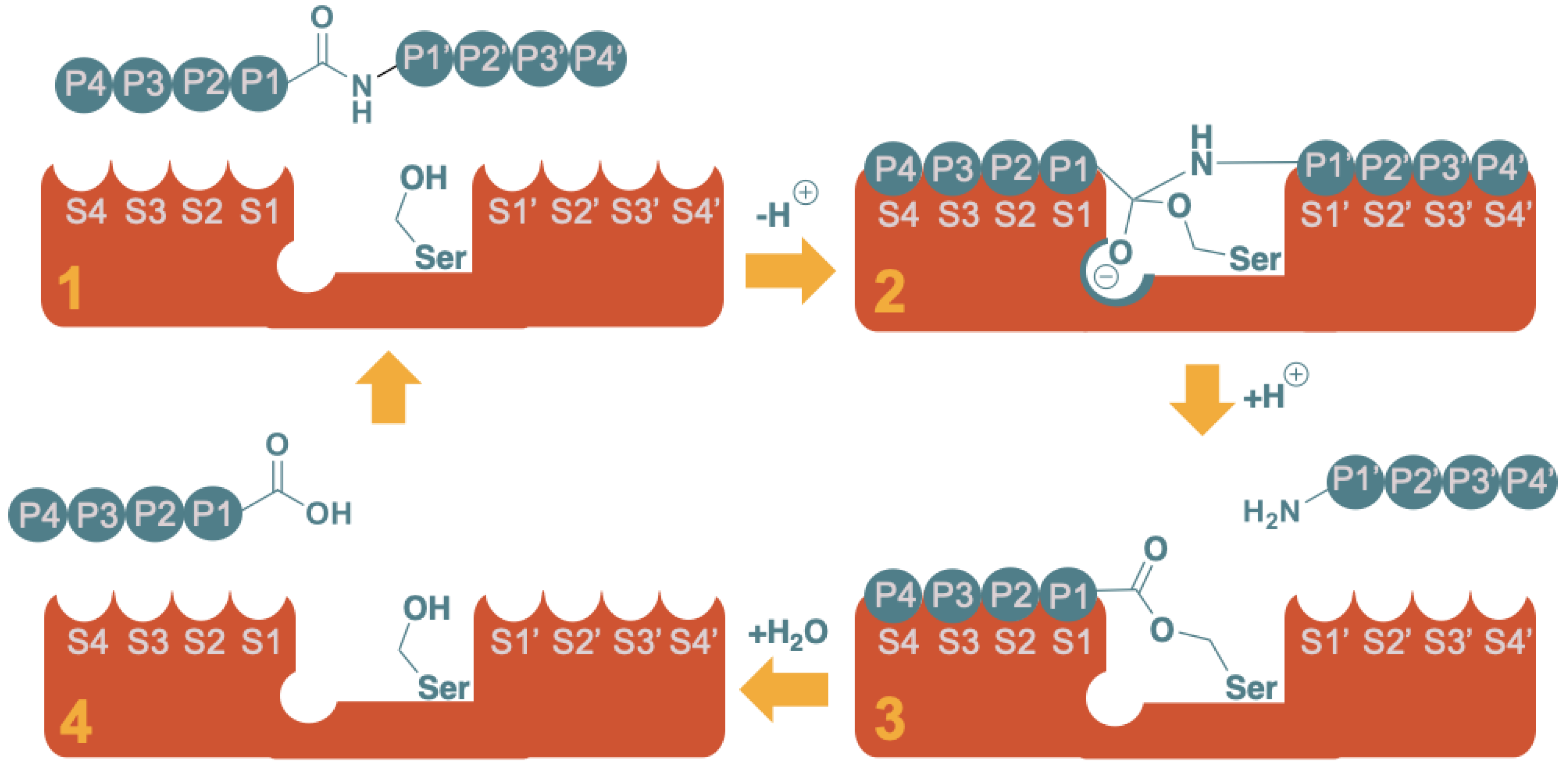 Molecules 29 04047 g002