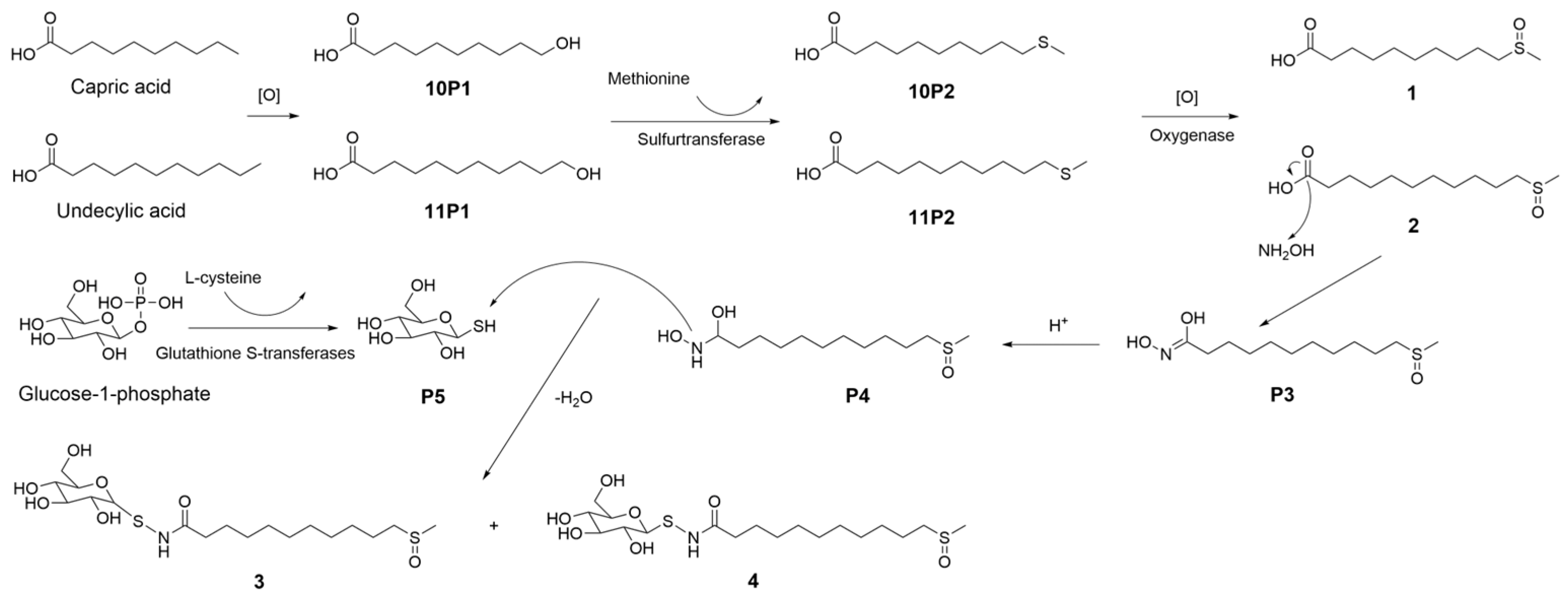 Molecules 29 04145 g004