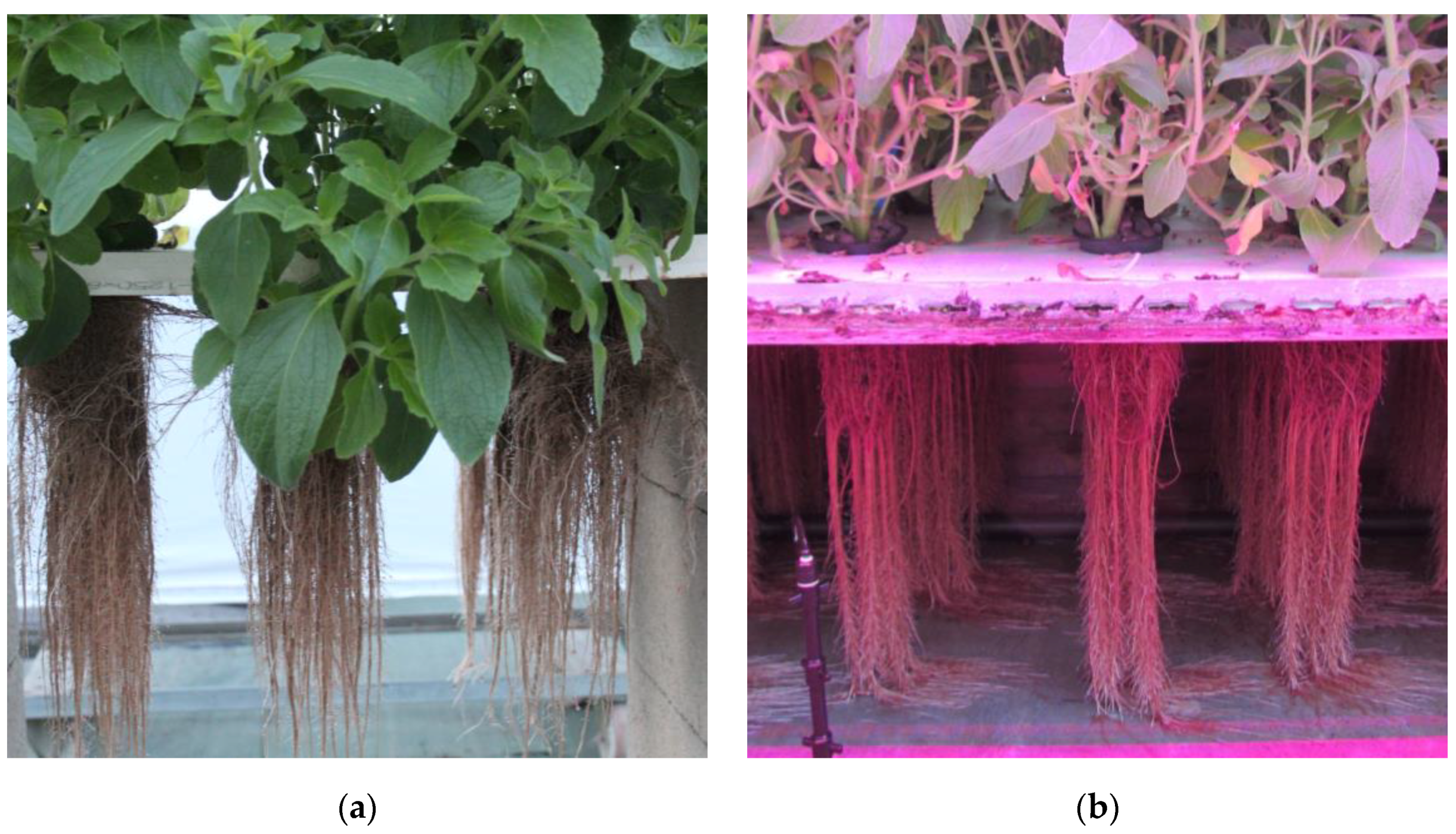 Molecules 29 04215 g002
