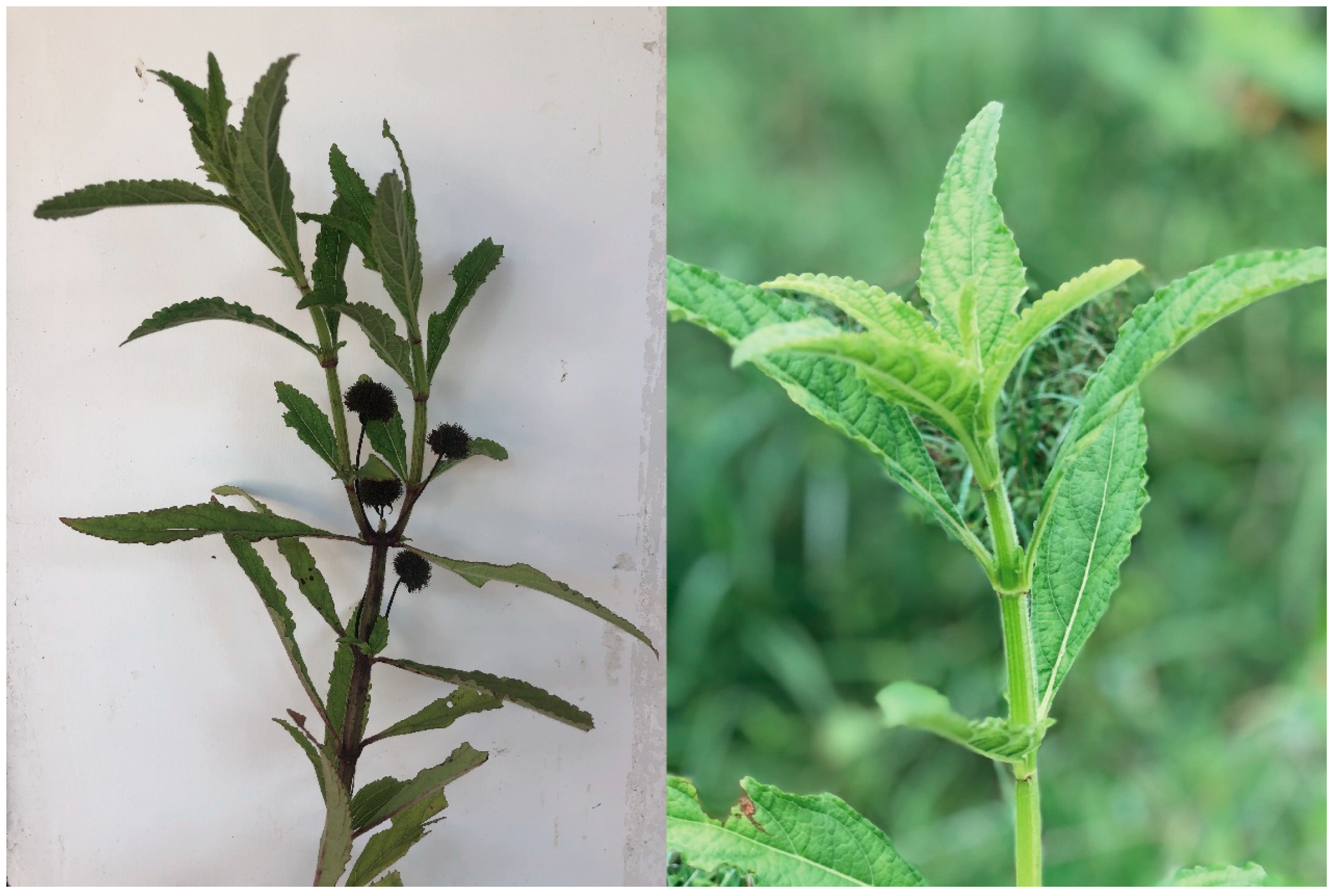 Molecules 29 04216 g001