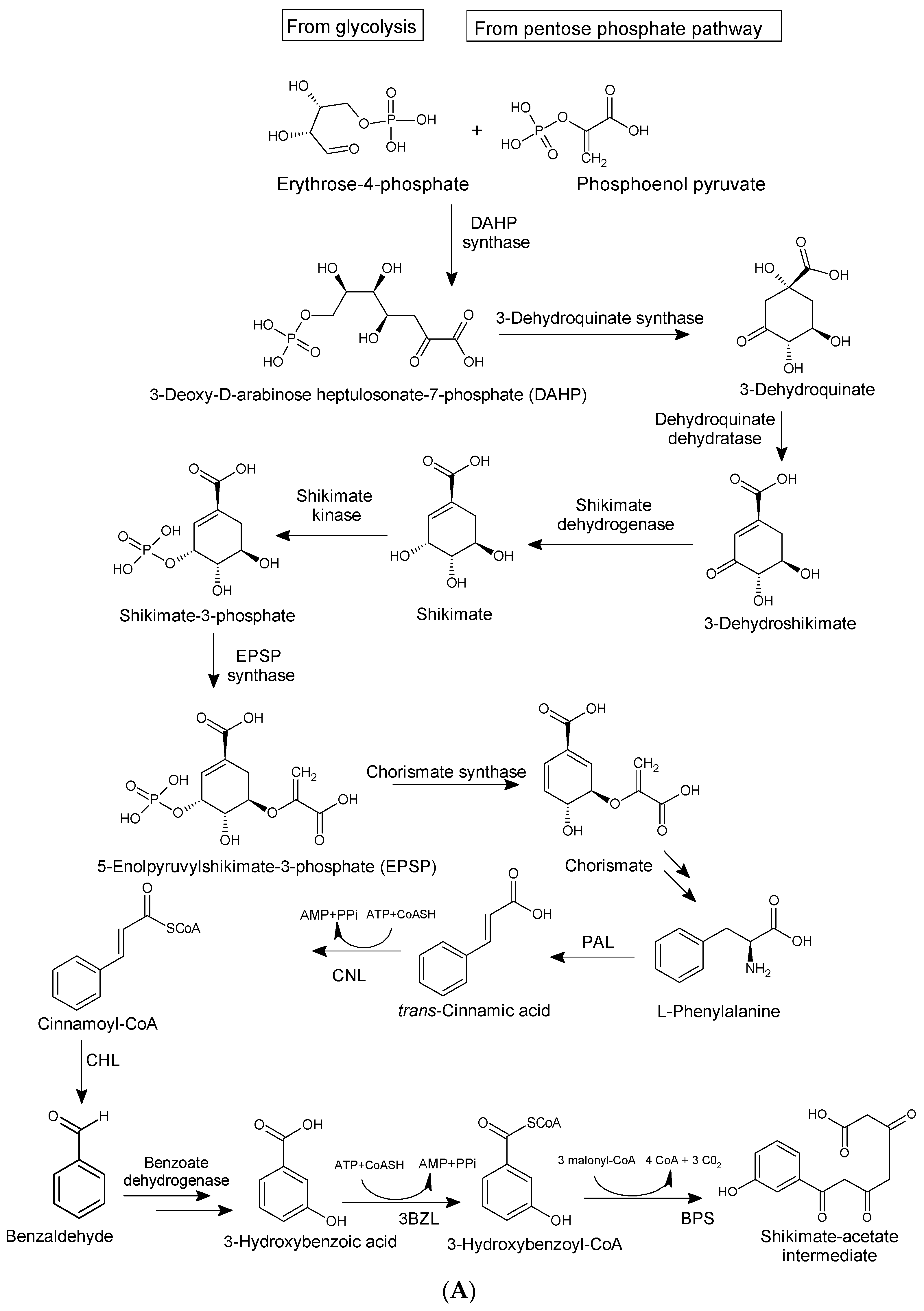 Molecules 29 04241 g003a Molecules 29 04241 g003a