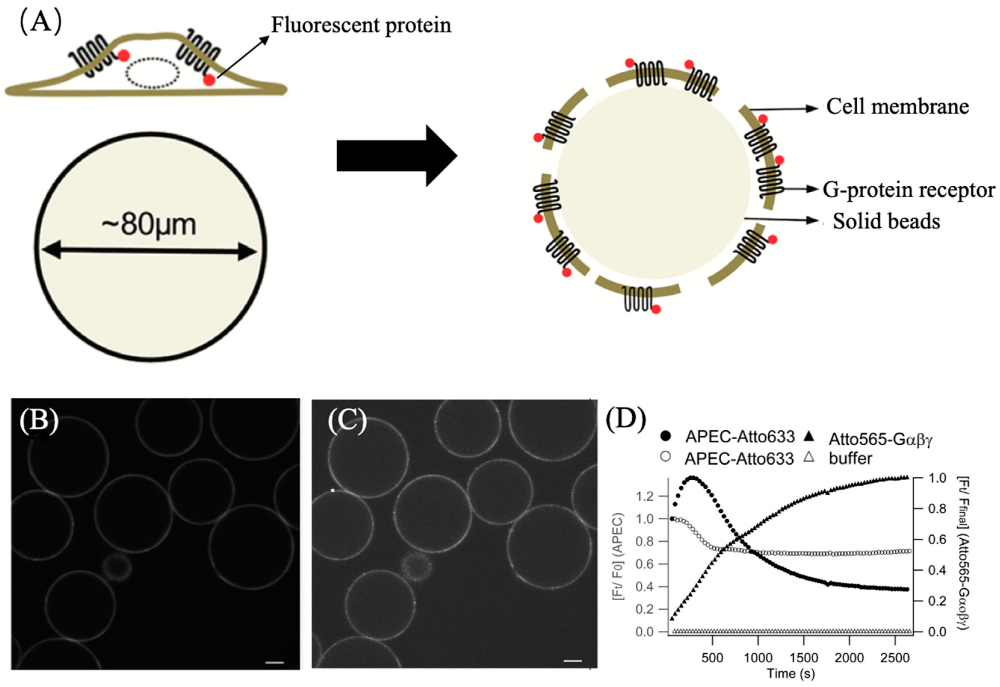 Molecules 29 04243 g014