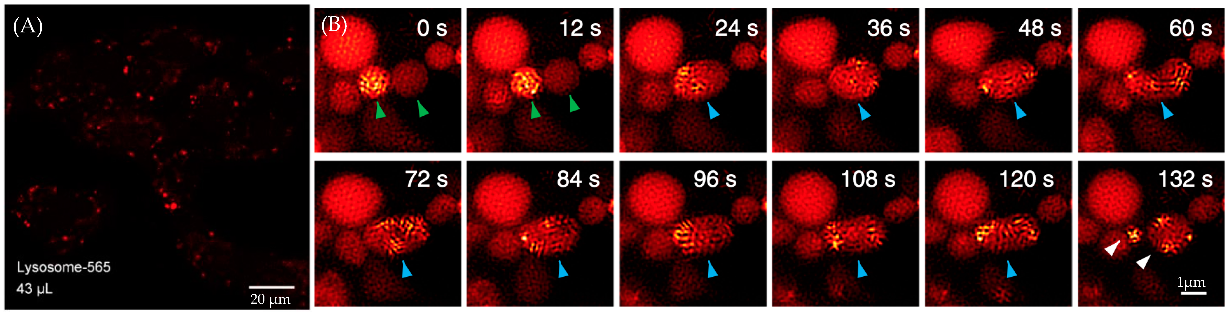 Molecules 29 04243 g033