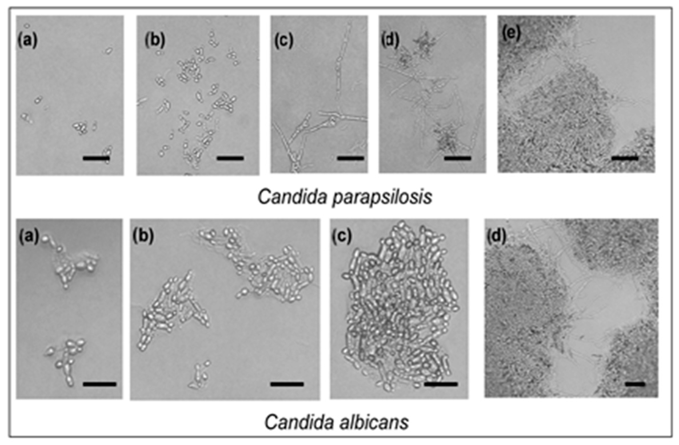 Molecules 29 04252 g003
