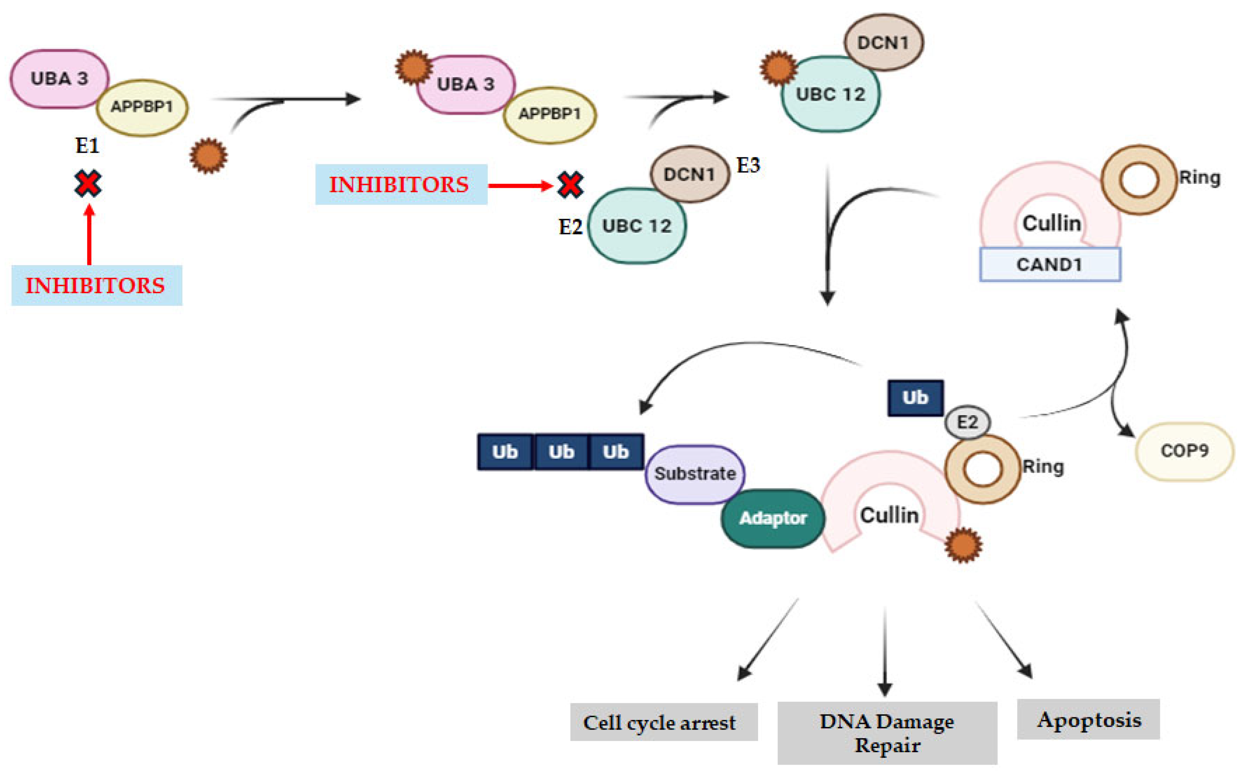 Molecules 29 04280 g005