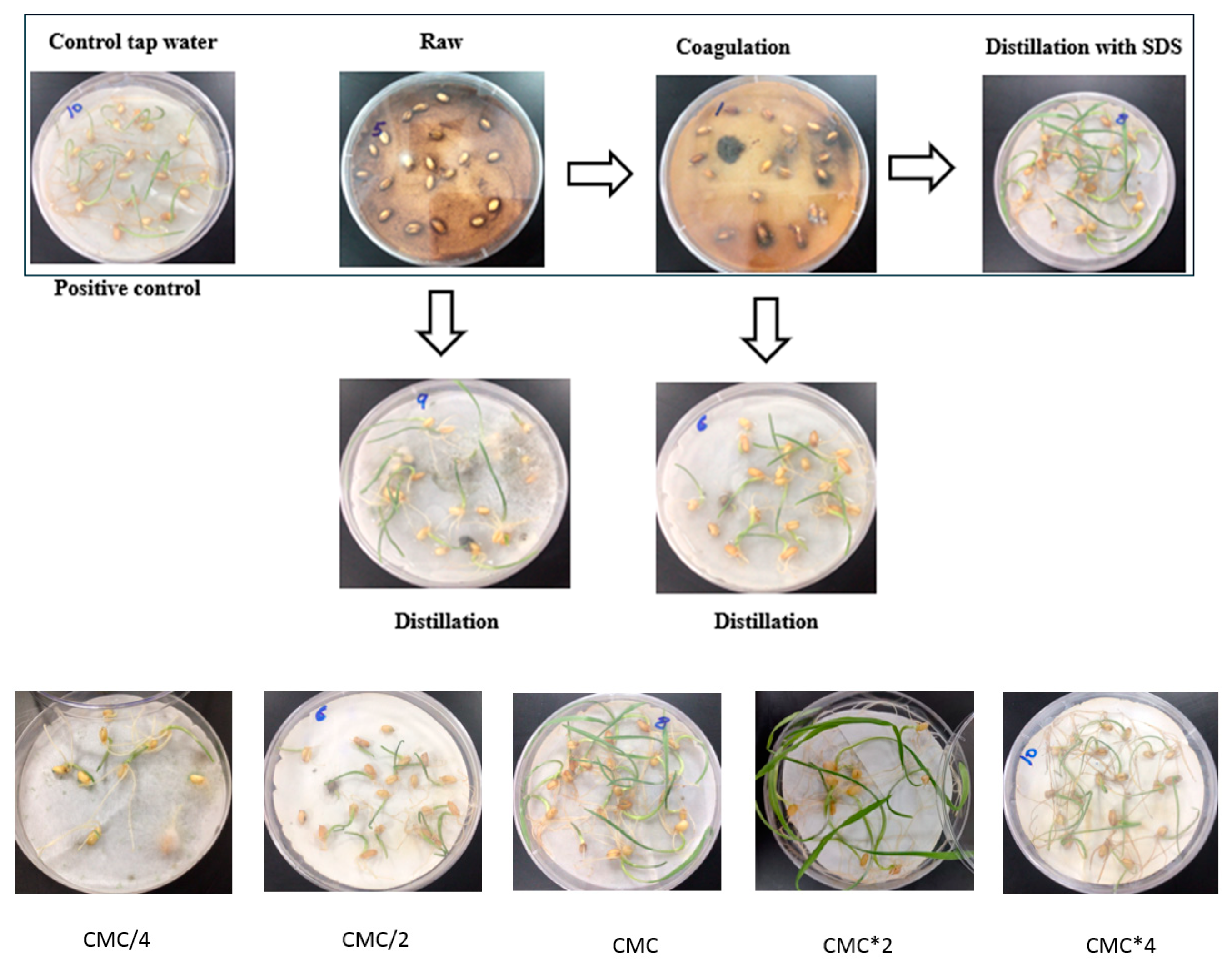 Molecules 29 04284 g002