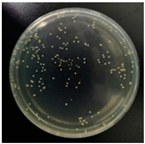 Molecules 29 04286 i001