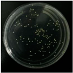 Molecules 29 04286 i004