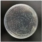 Molecules 29 04286 i005