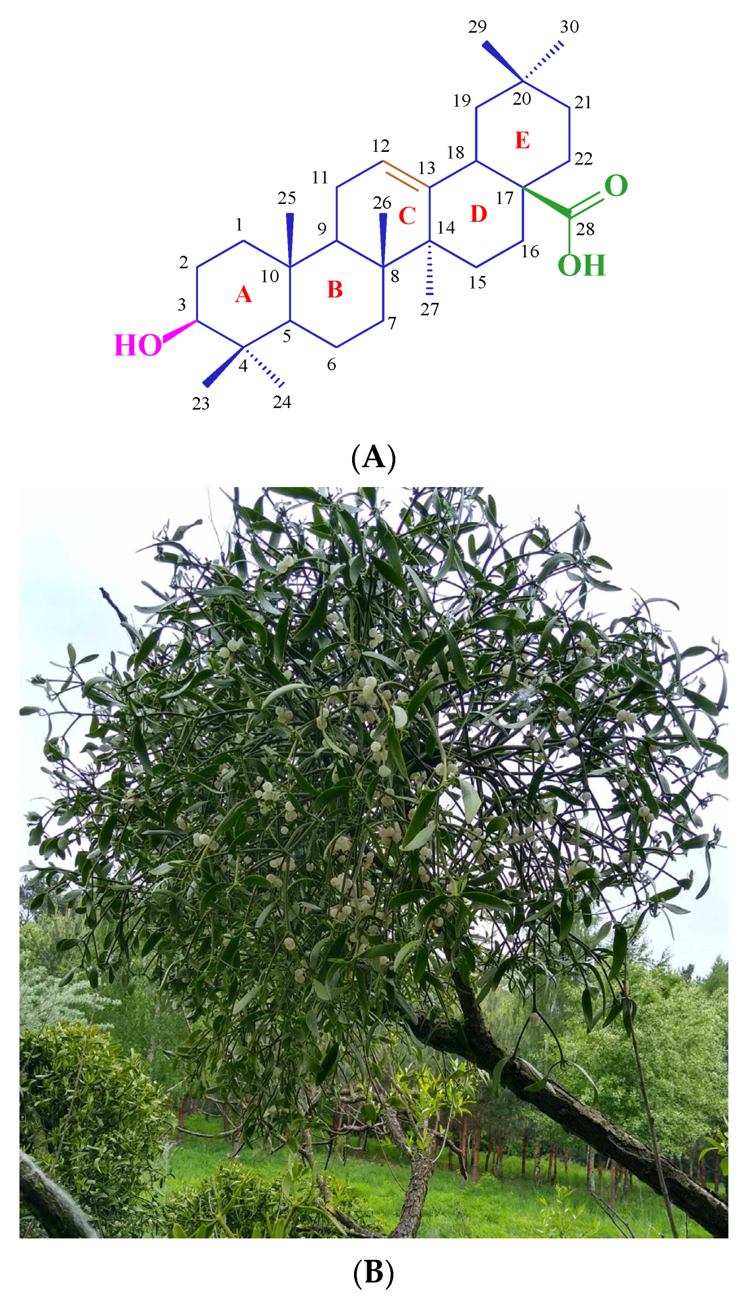 Molecules 29 04291 g001