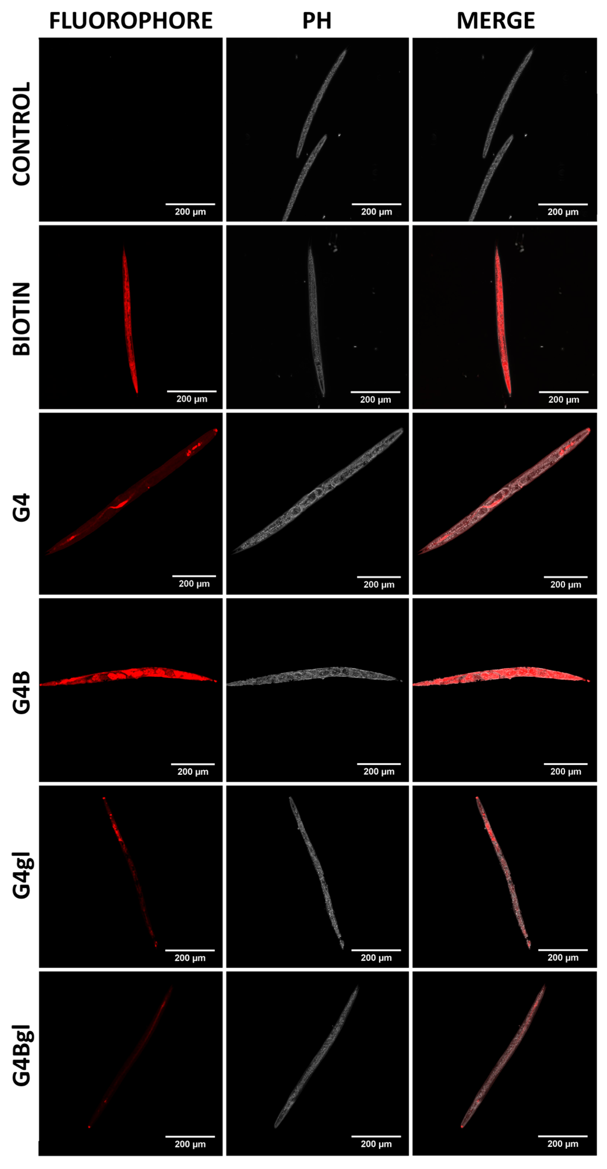 Molecules 29 04293 g014