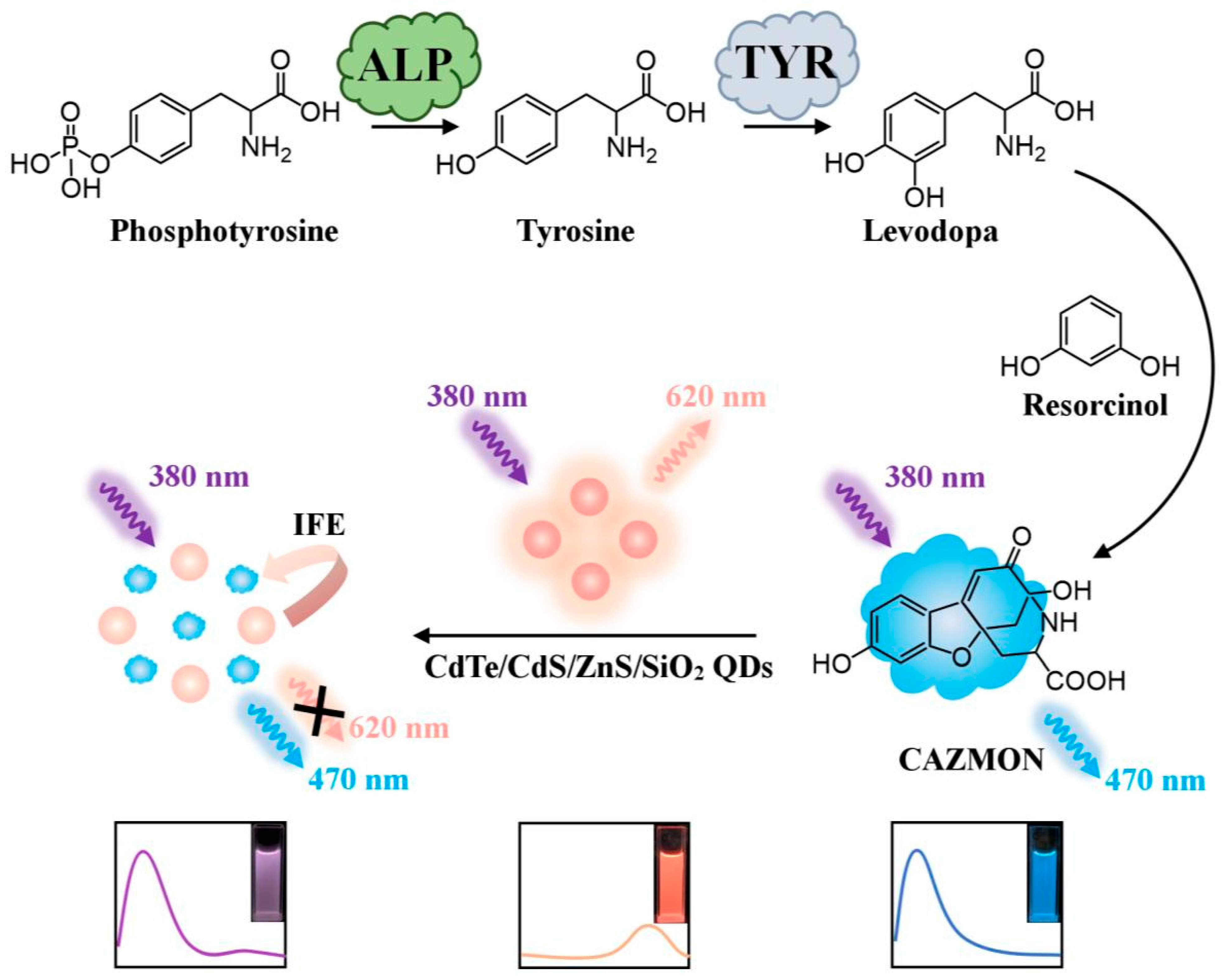 Molecules 29 04294 g005
