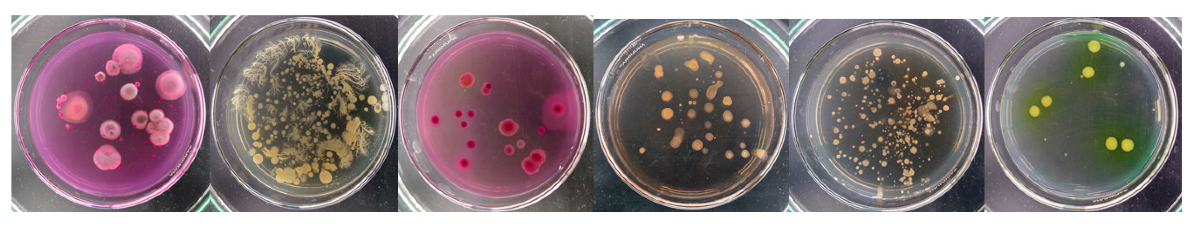 Molecules 29 04301 g002