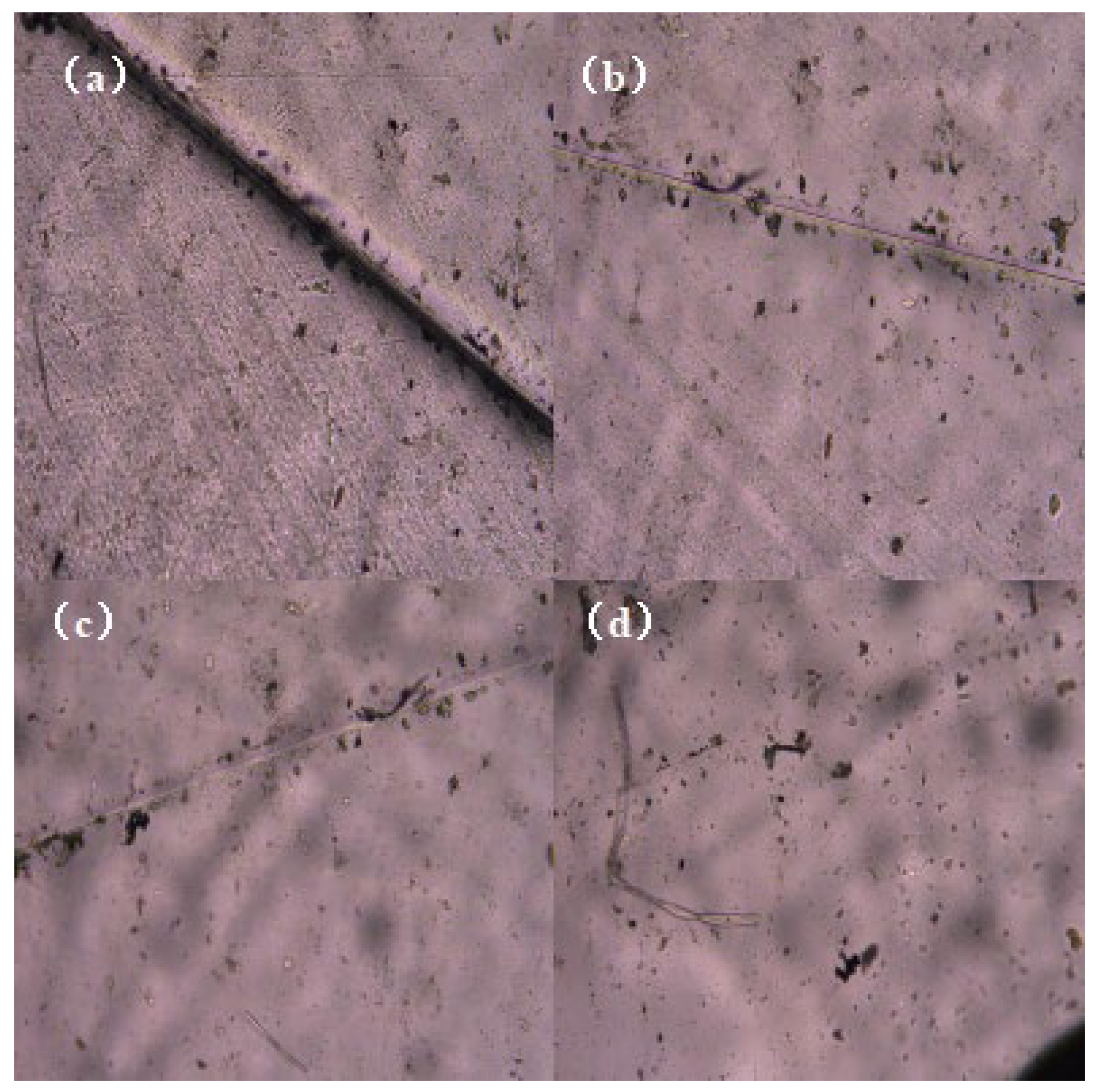 Molecules 29 04364 g007 Molecules 29 04364 g007