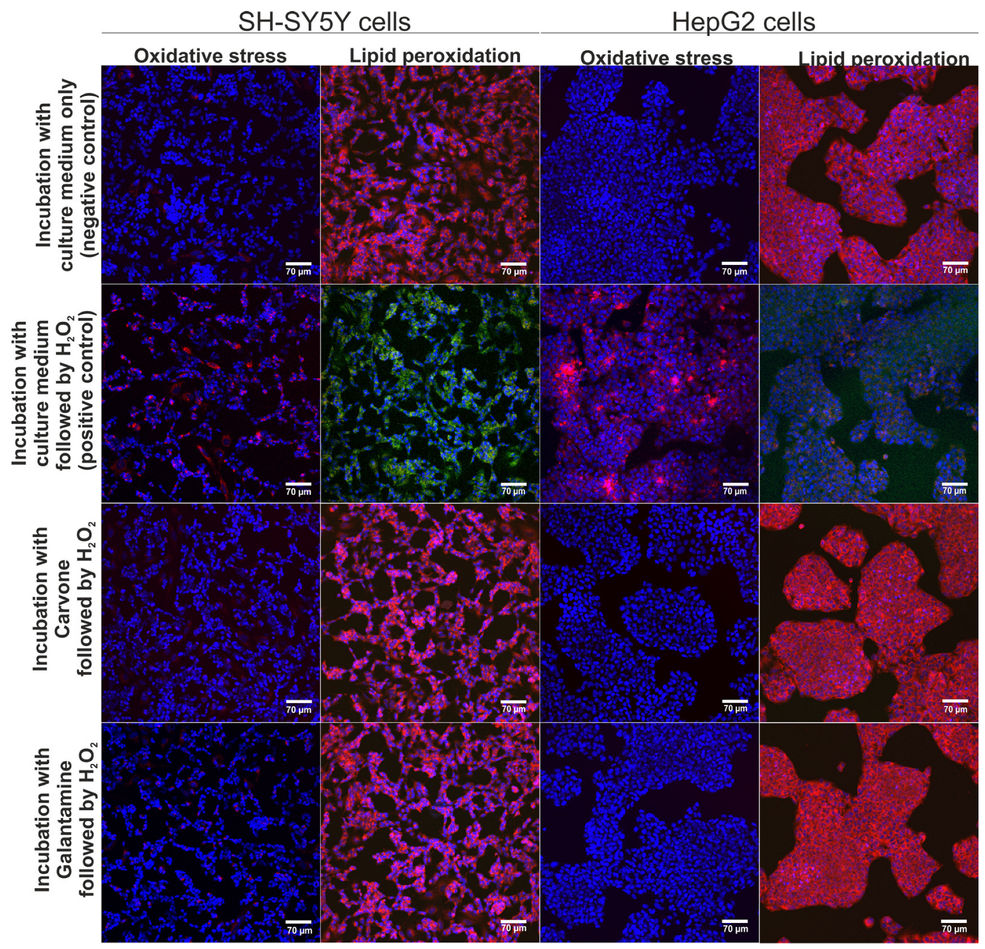 Molecules 29 04365 g003