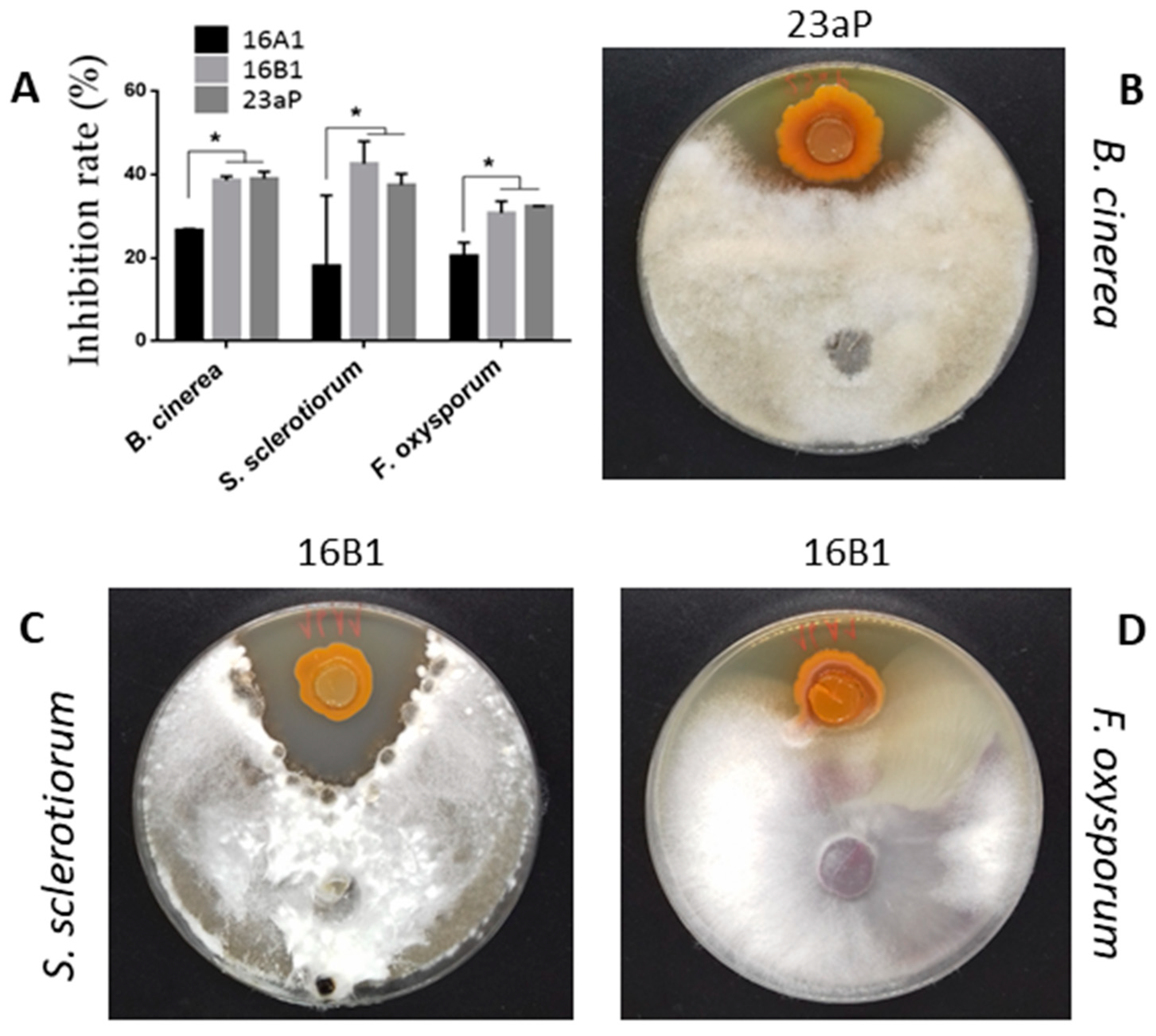 Molecules 29 04370 g001