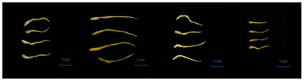 Molecules 29 04374 i001